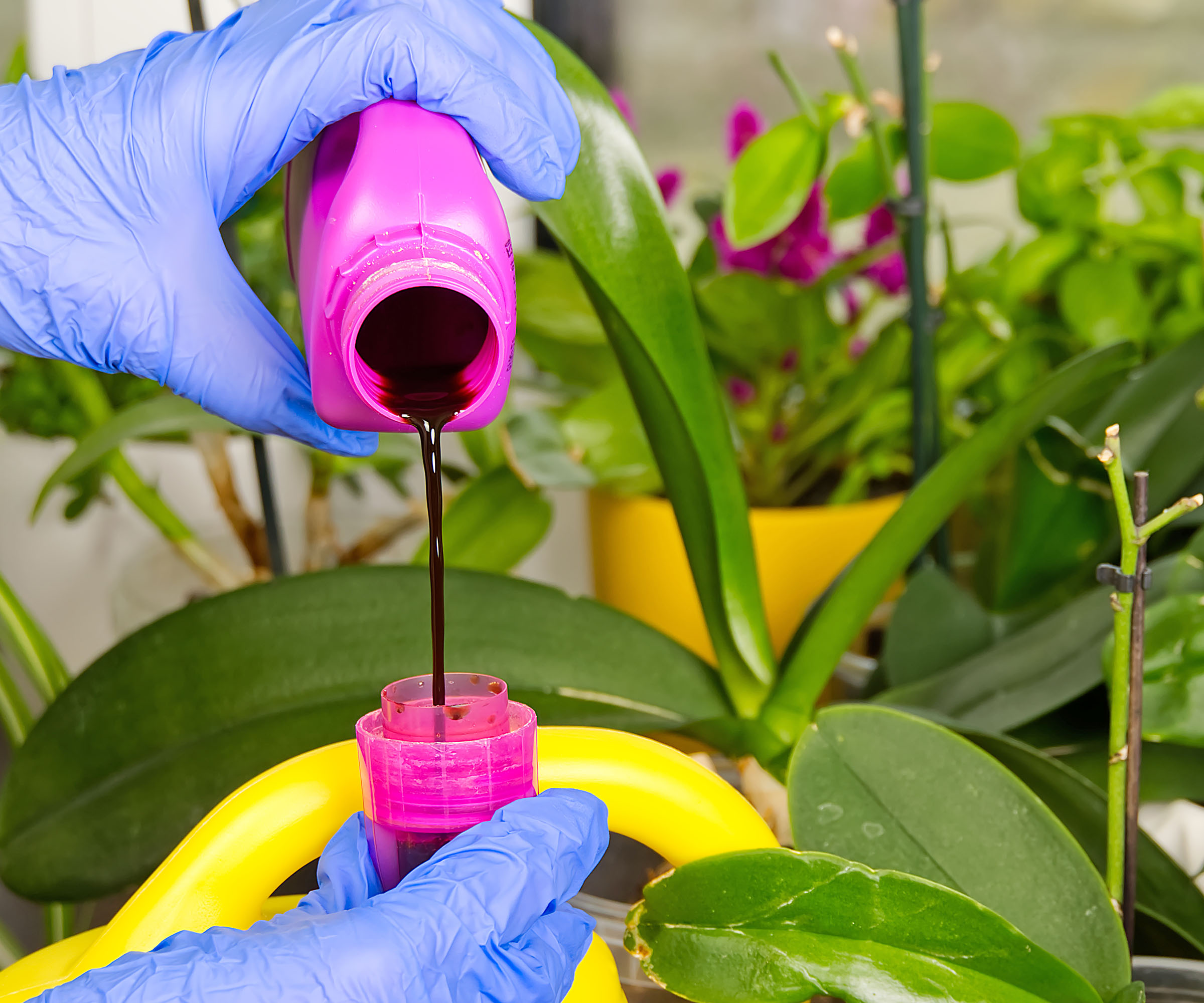 Un jardinier portant des gants en plastique bleu verse de l'engrais liquide dans le capuchon devant une plante d'orchidée