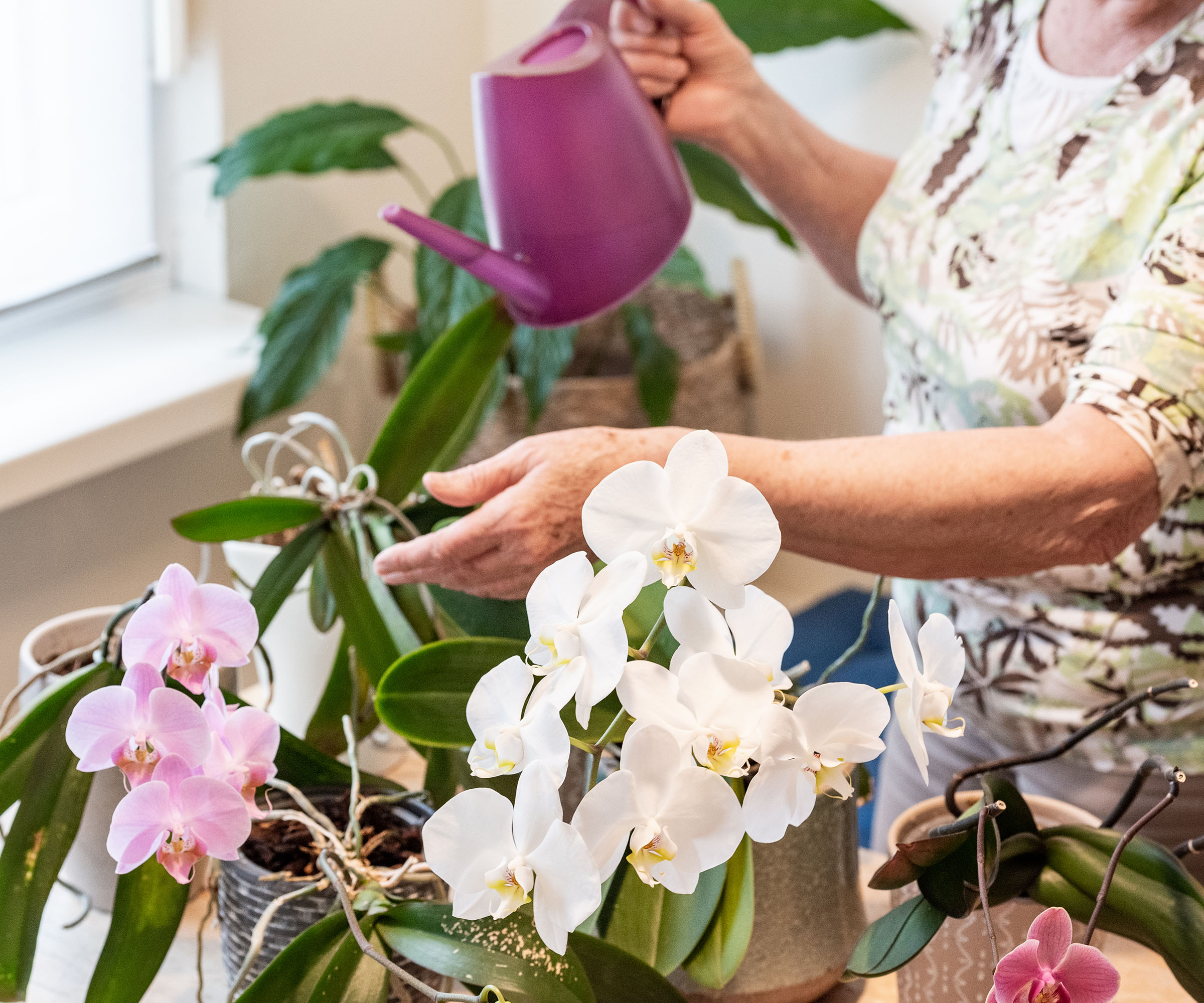 Une femme âgée arrose ses plantes d'orchidées