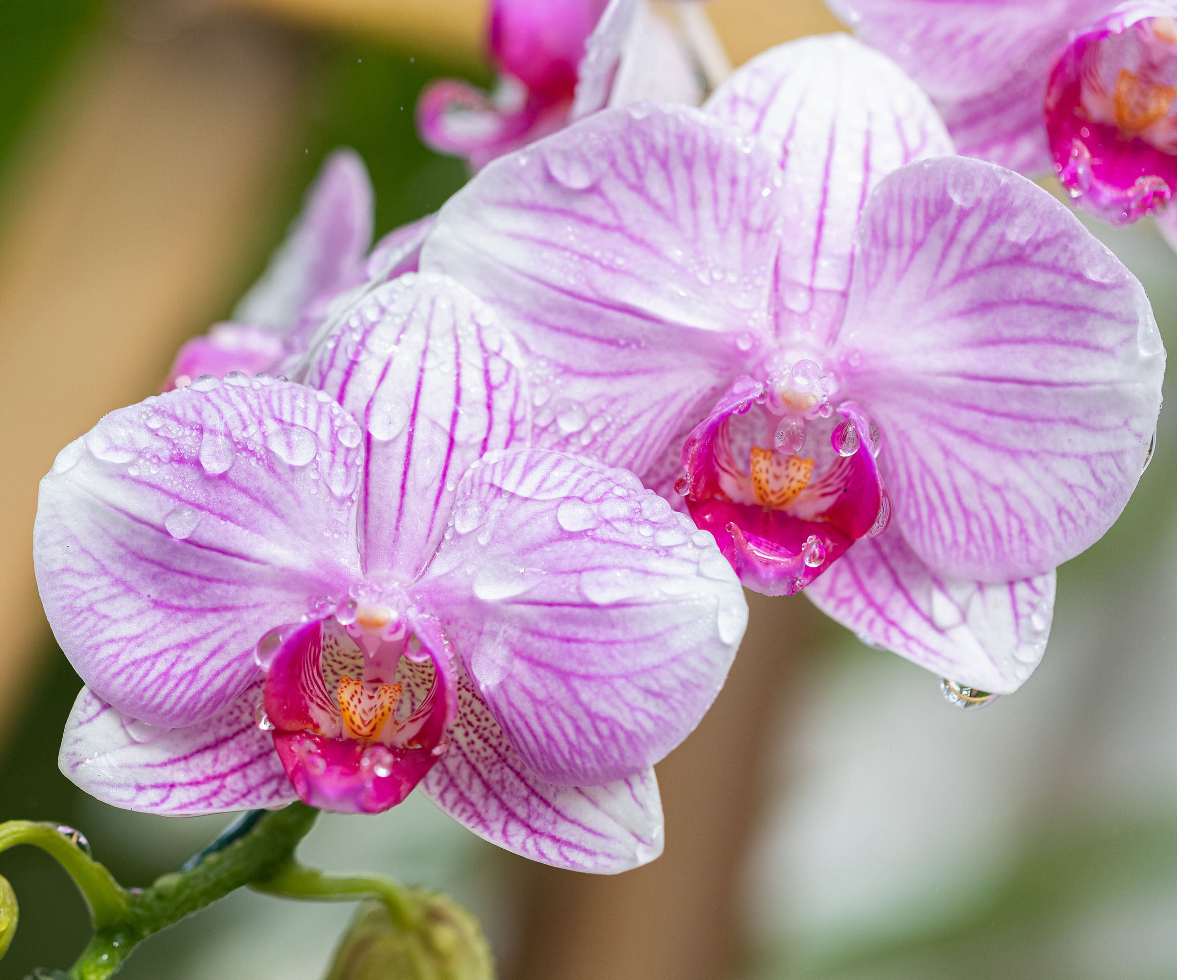 Fleurs d'orchidées Phalaenopsis roses recouvertes de gouttelettes d'eau, suggérant l'humidité