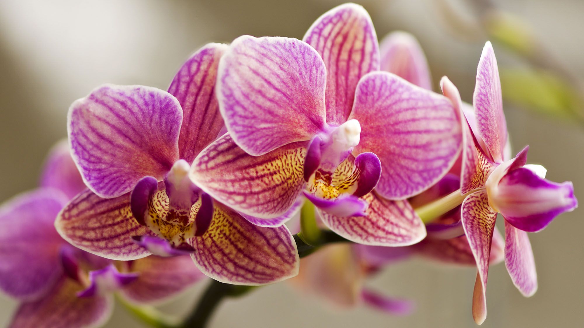 Ce dont votre orchidée a besoin en octobre – 6 conseils pour déclencher la floraison