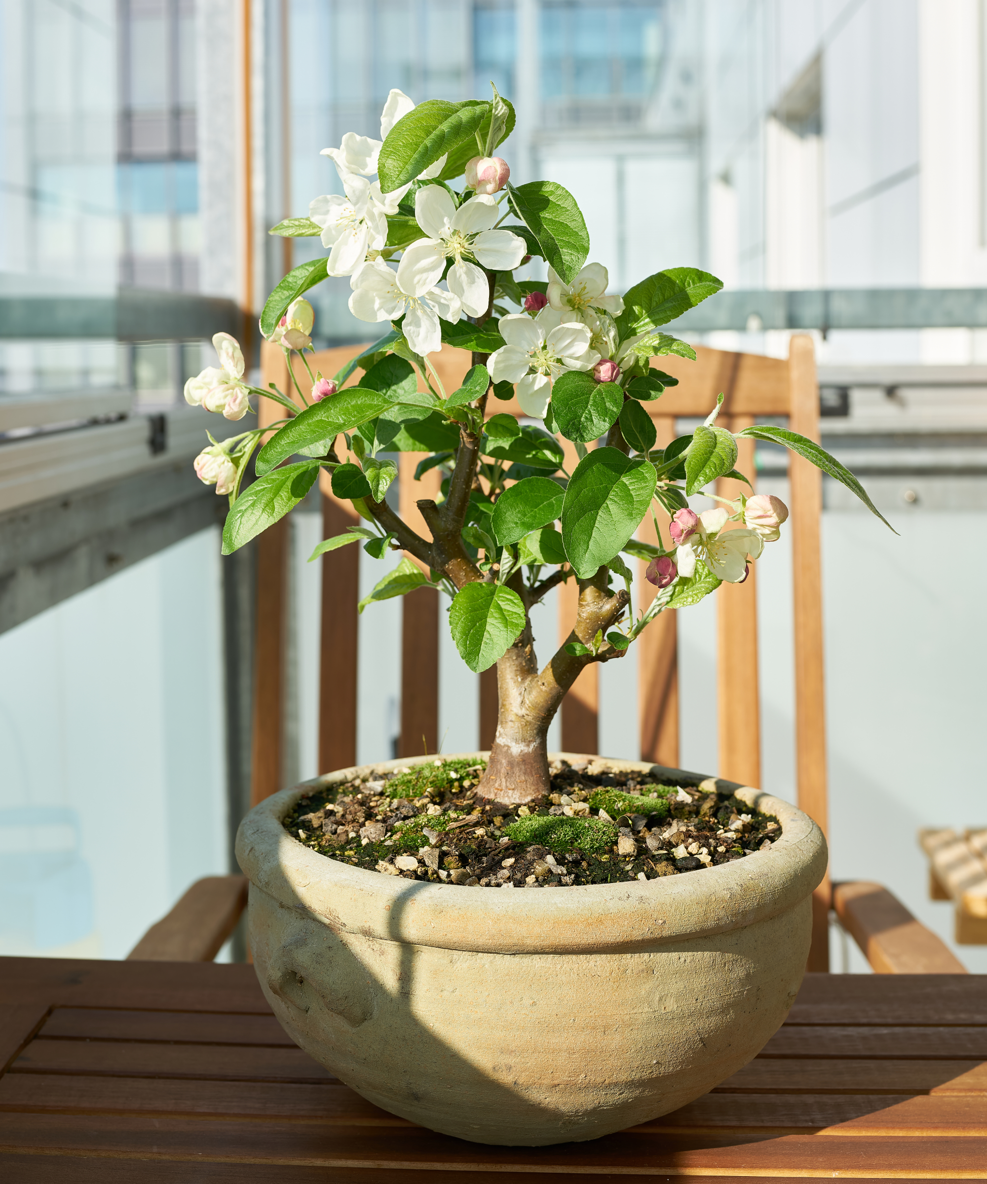 Pommier Malus Evereste comme bonsaï pendant la floraison en avril sur un balcon