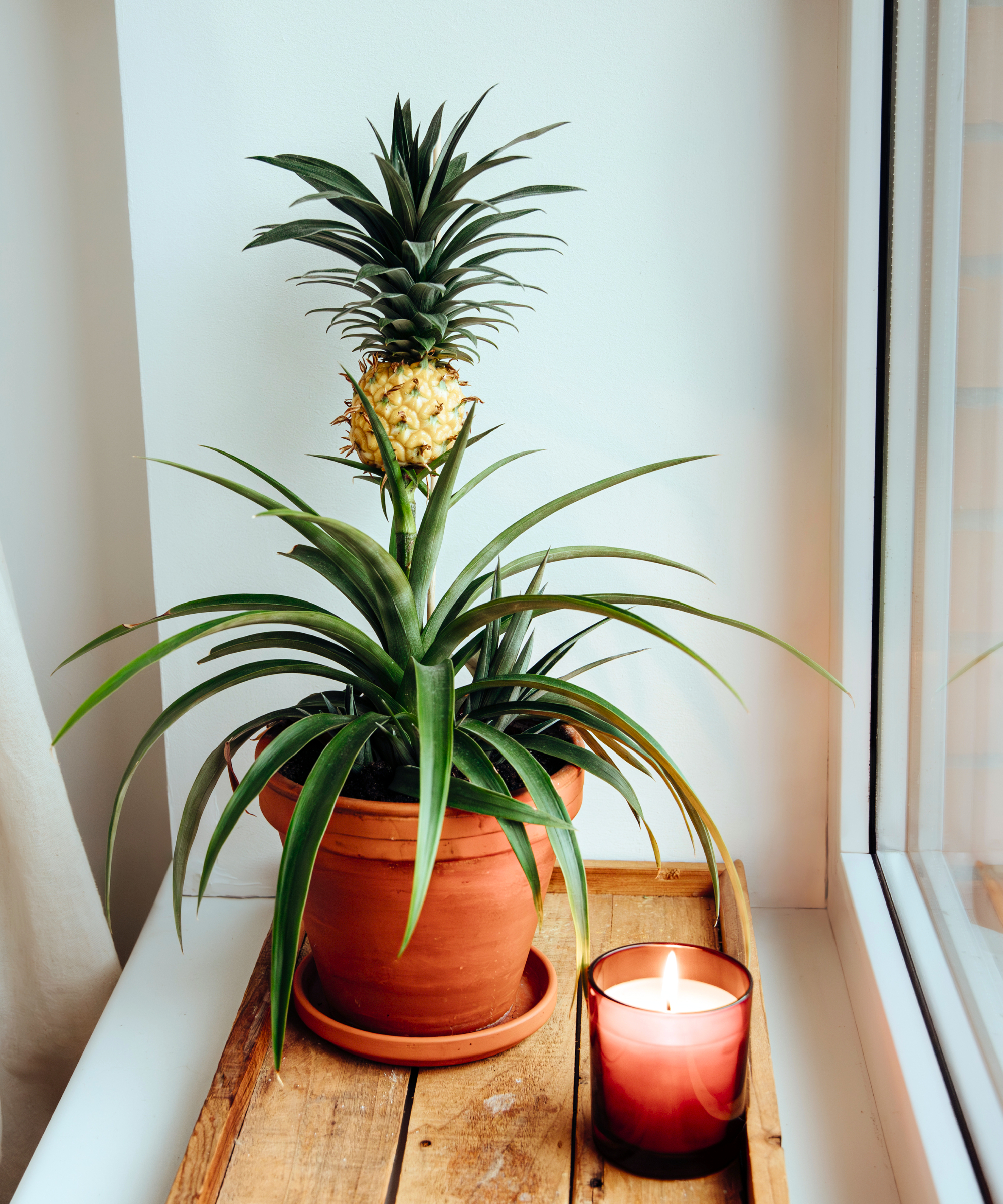 Une jolie petite plante d'ananas Ananas comosus poussant dans un pot de fleurs sur le rebord de la fenêtre de la maison, montrant un petit fruit jaune.