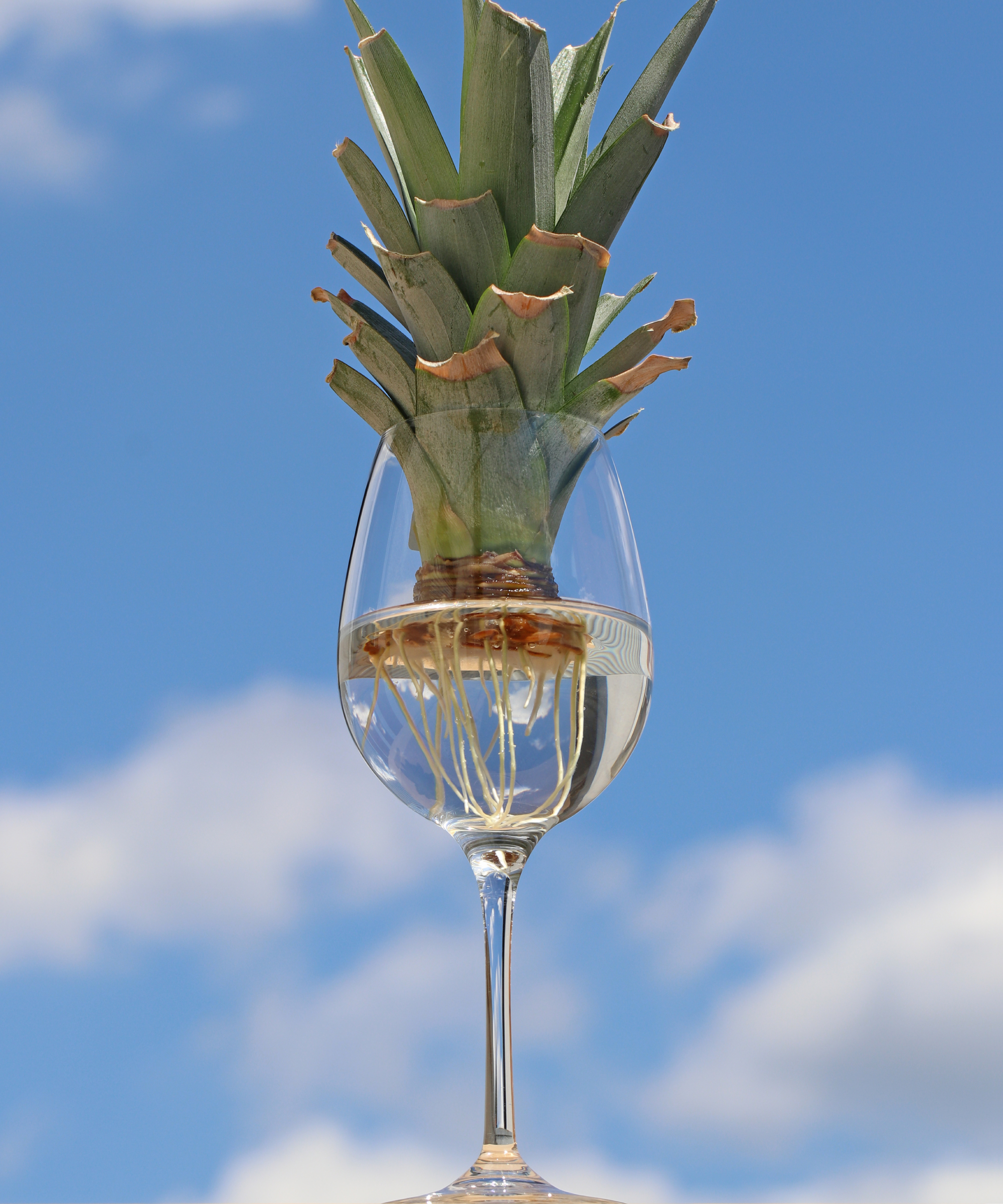 dessus d'ananas propagé pour une plante d'intérieur, montrant des racines blanches