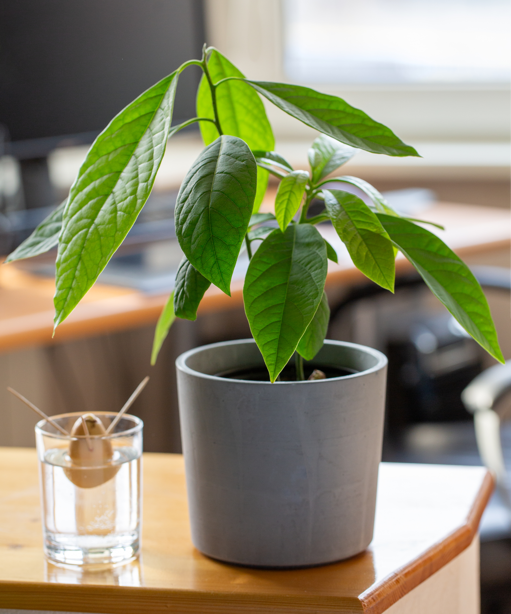 Plante d'avocat en pot de fleur et graines d'avocat germées dans un verre d'eau sur le rebord de la fenêtre. Plante d'intérieur à la maison.