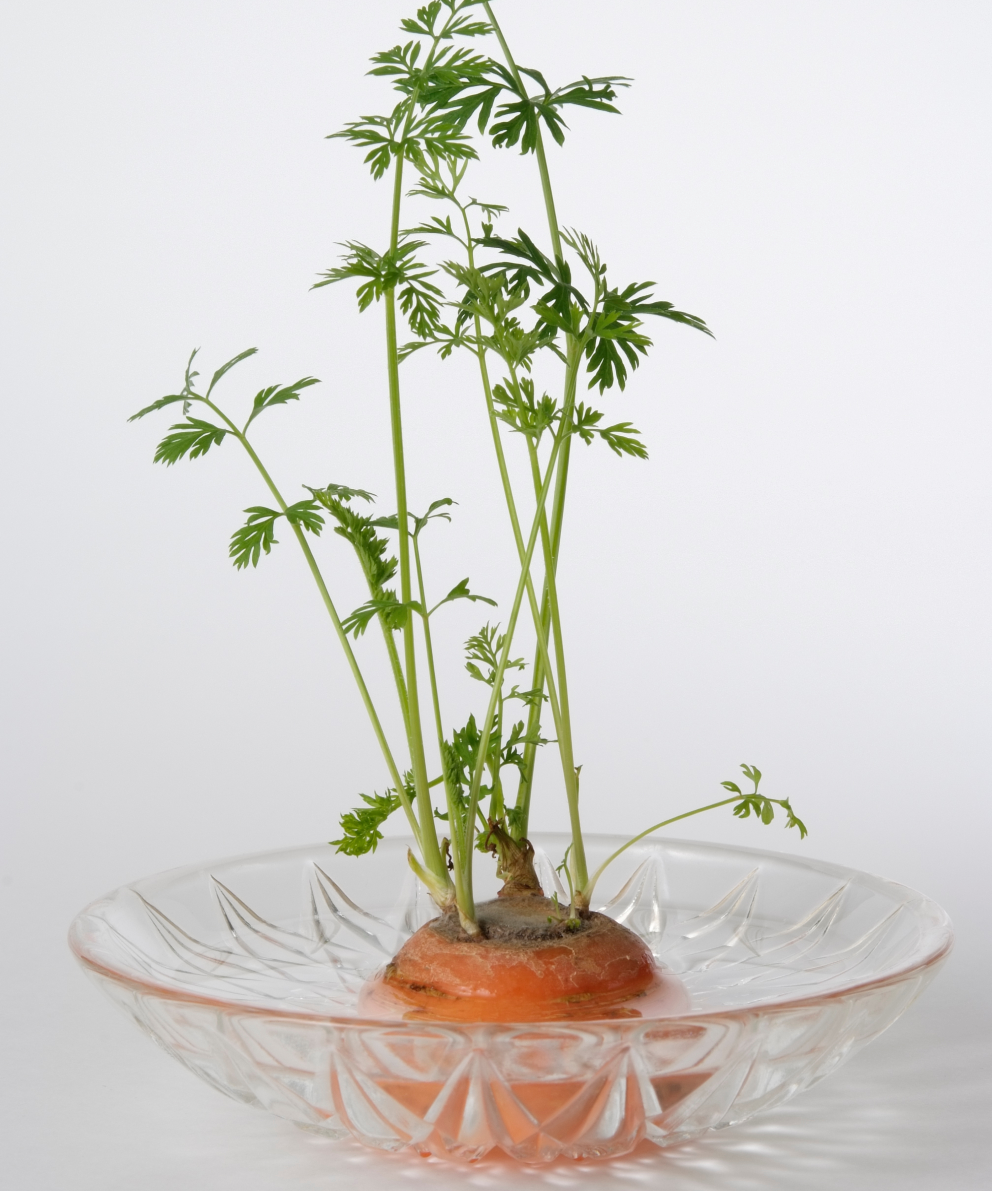 faire repousser les fanes de carottes dans une soucoupe d'eau