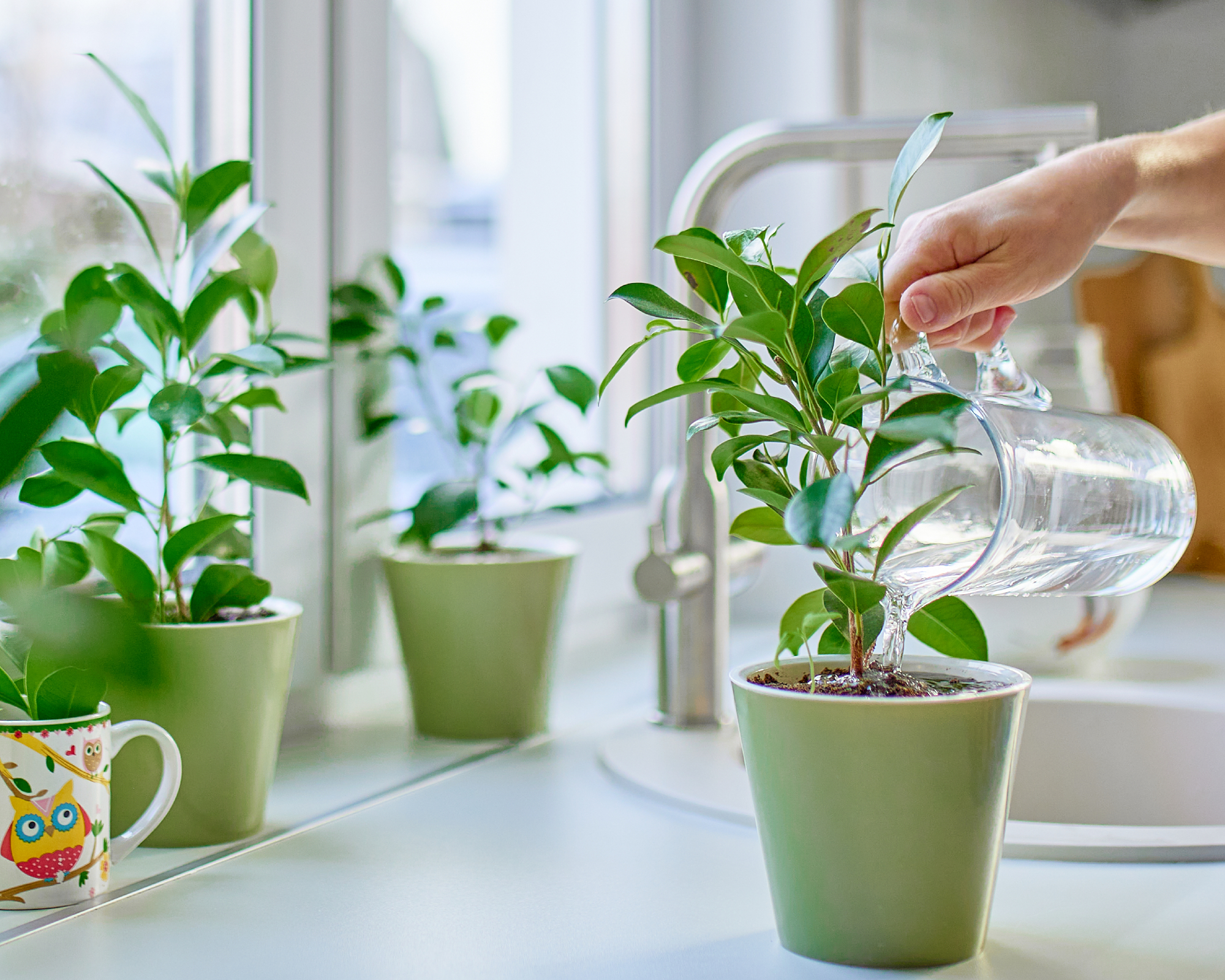 Main avec de l'eau peut arroser les plantes d'intérieur sur le comptoir de la cuisine
