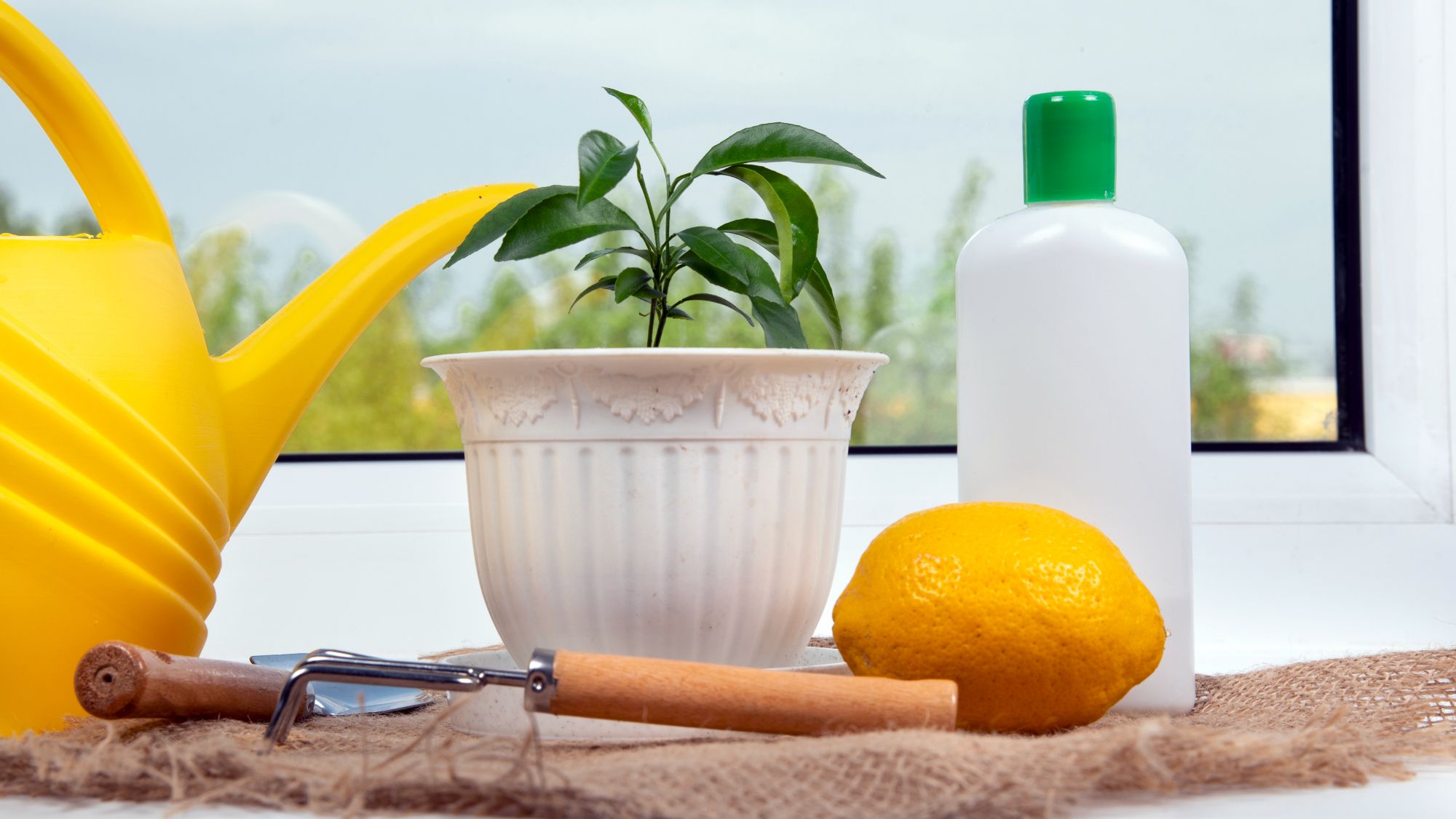 Comment faire pousser des plantes à partir de pépins et d'épluchures sur le rebord de la fenêtre de votre cuisine