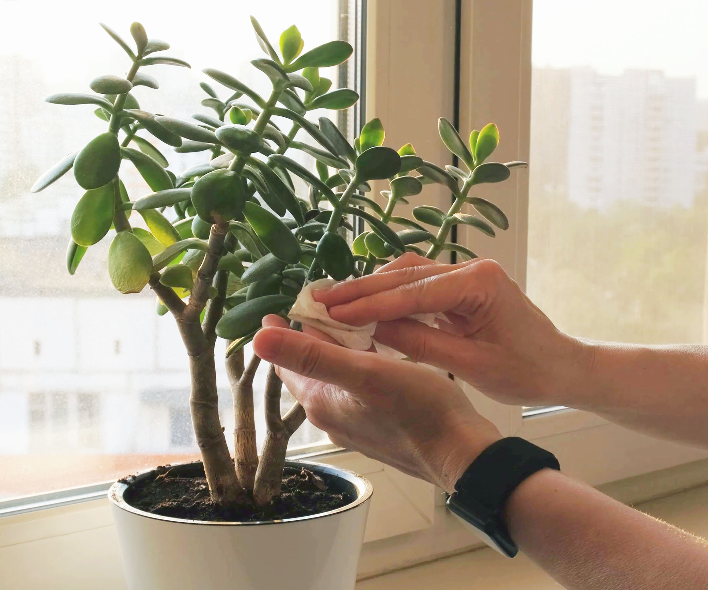 Un jardinier essuie les feuilles d'une plante de jade dans un pot de fleurs blanches sur un rebord de fenêtre.