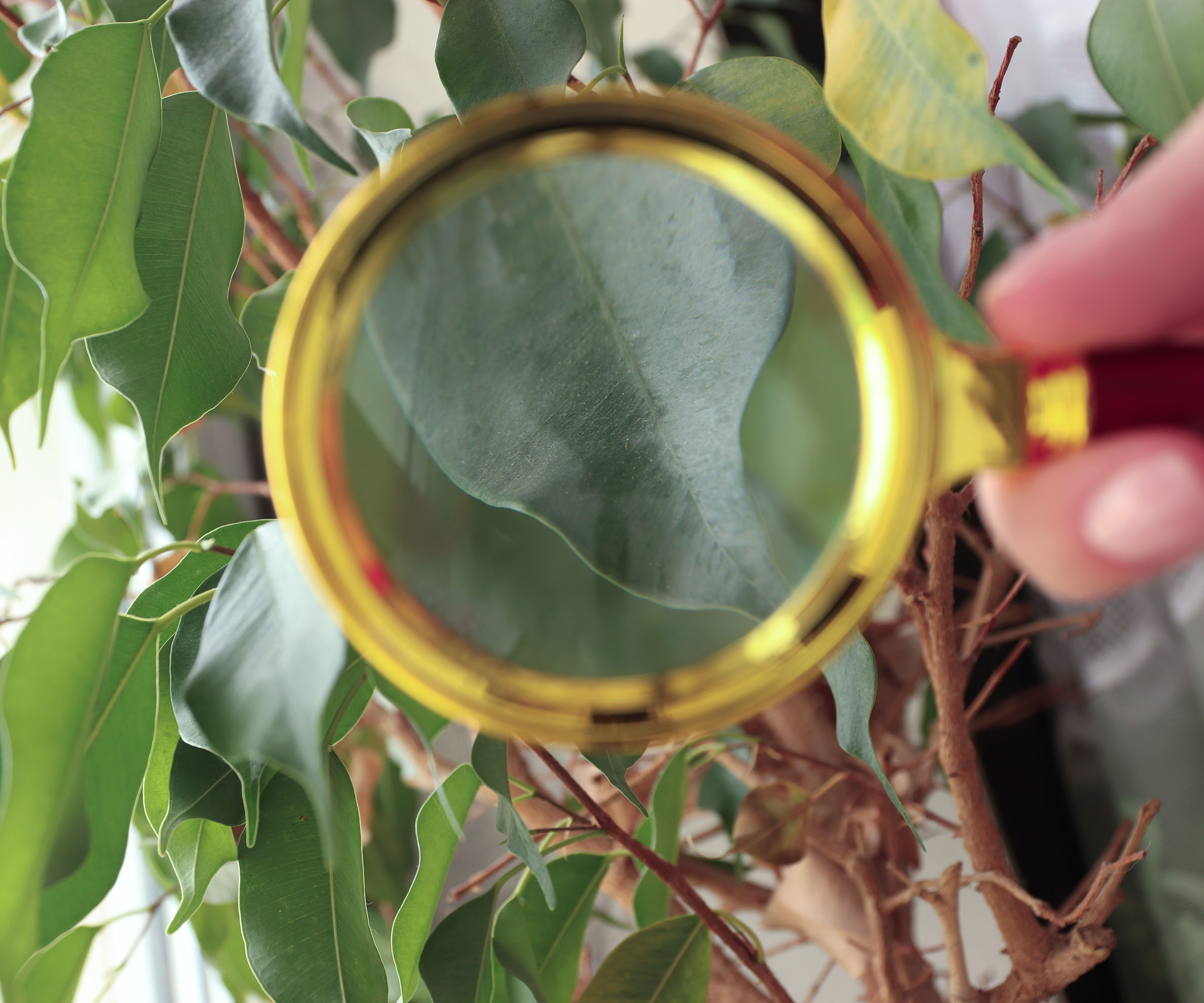 Gros plan d'une main tenant une loupe dorée sur des feuilles de ficus vertes pour inspecter la présence de parasites ou de maladies.