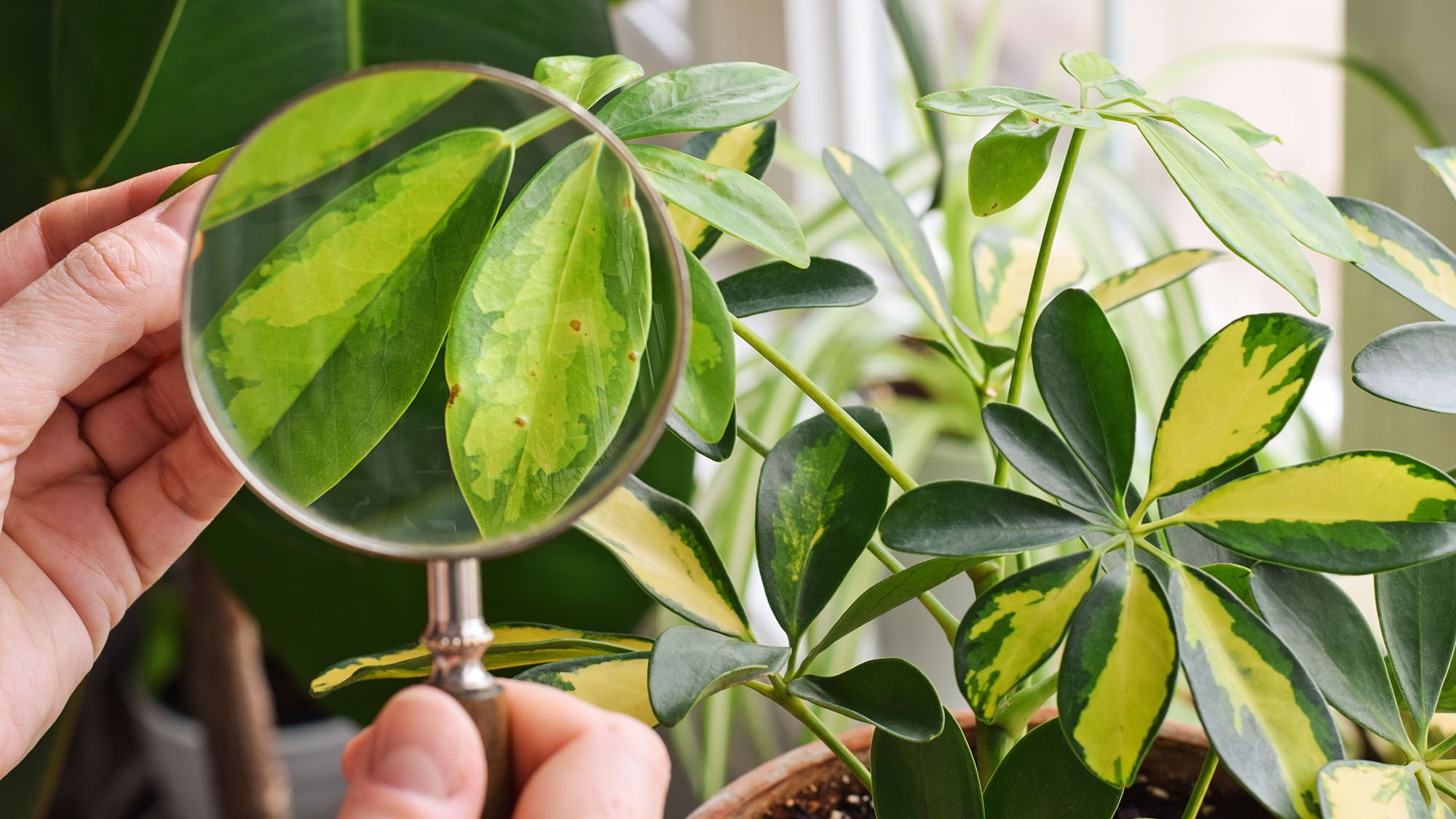 Comment prévenir une infestation de cochenilles sur les plantes d'intérieur cet automne