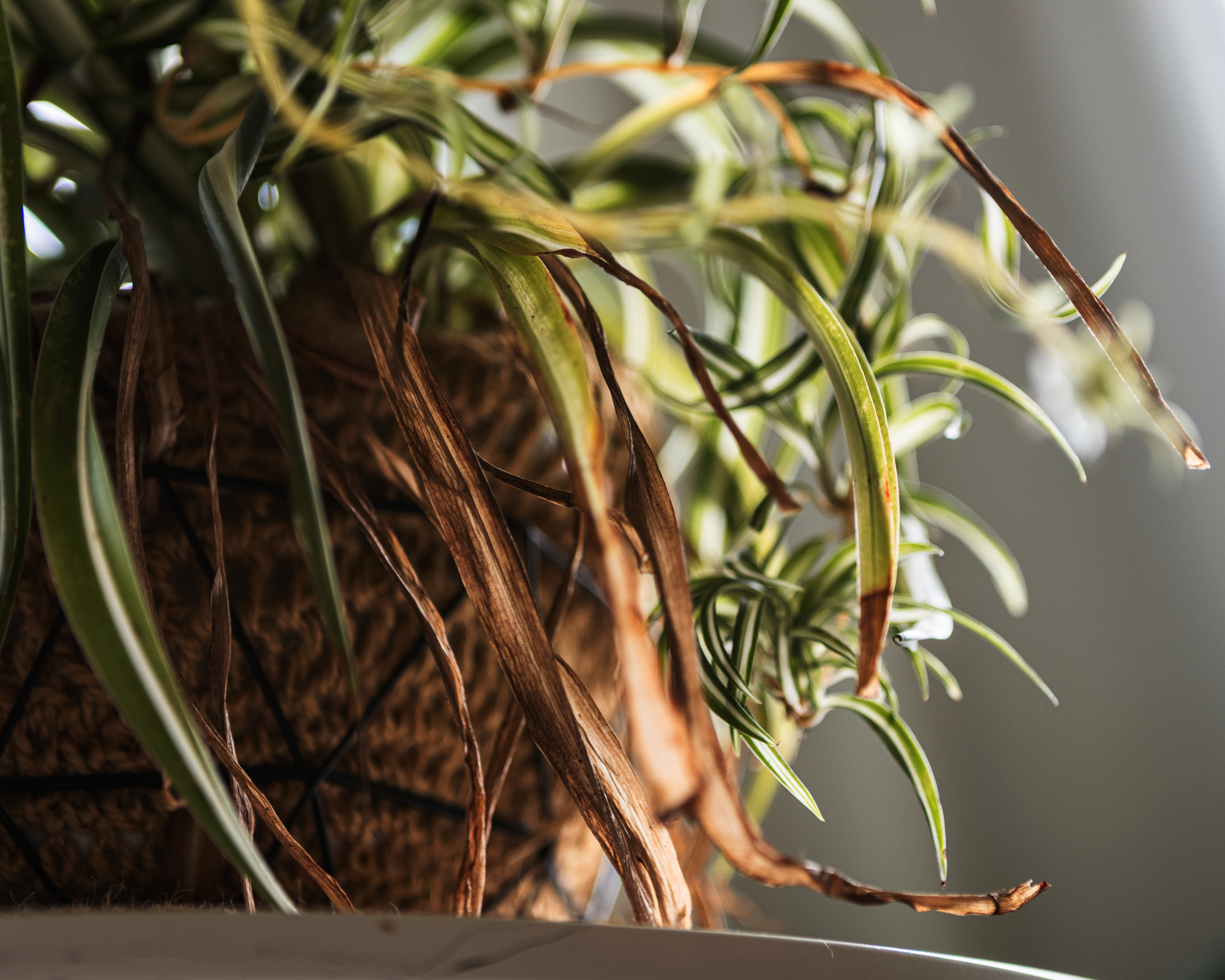 une plante-araignée avec des sections de feuilles mortes qui ont été exposées à des températures froides