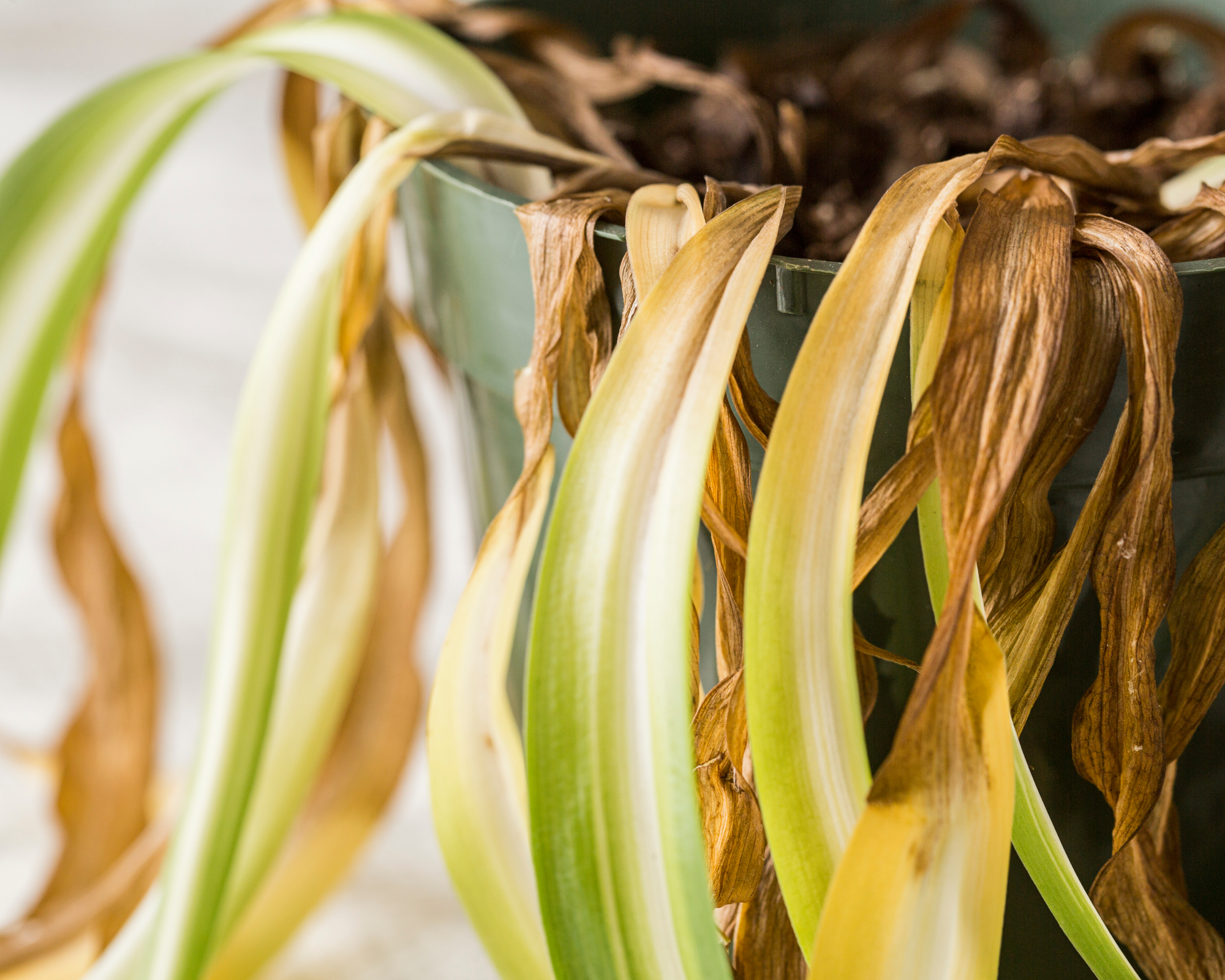 plante araignée aux feuilles jaunes et brunes suite à un arrosage excessif