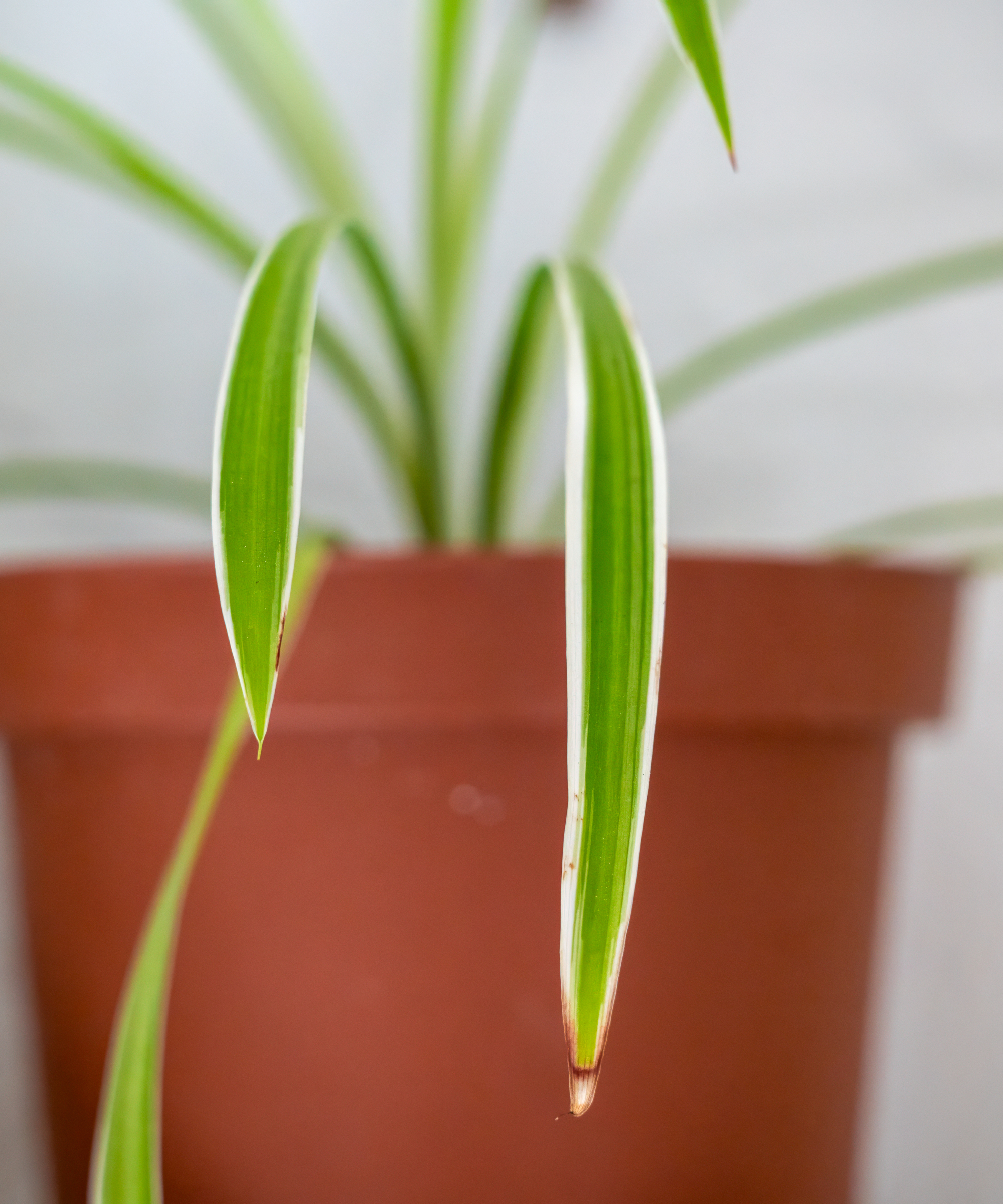 plante araignée avec des feuilles brunes causées par des produits chimiques de l'eau du robinet