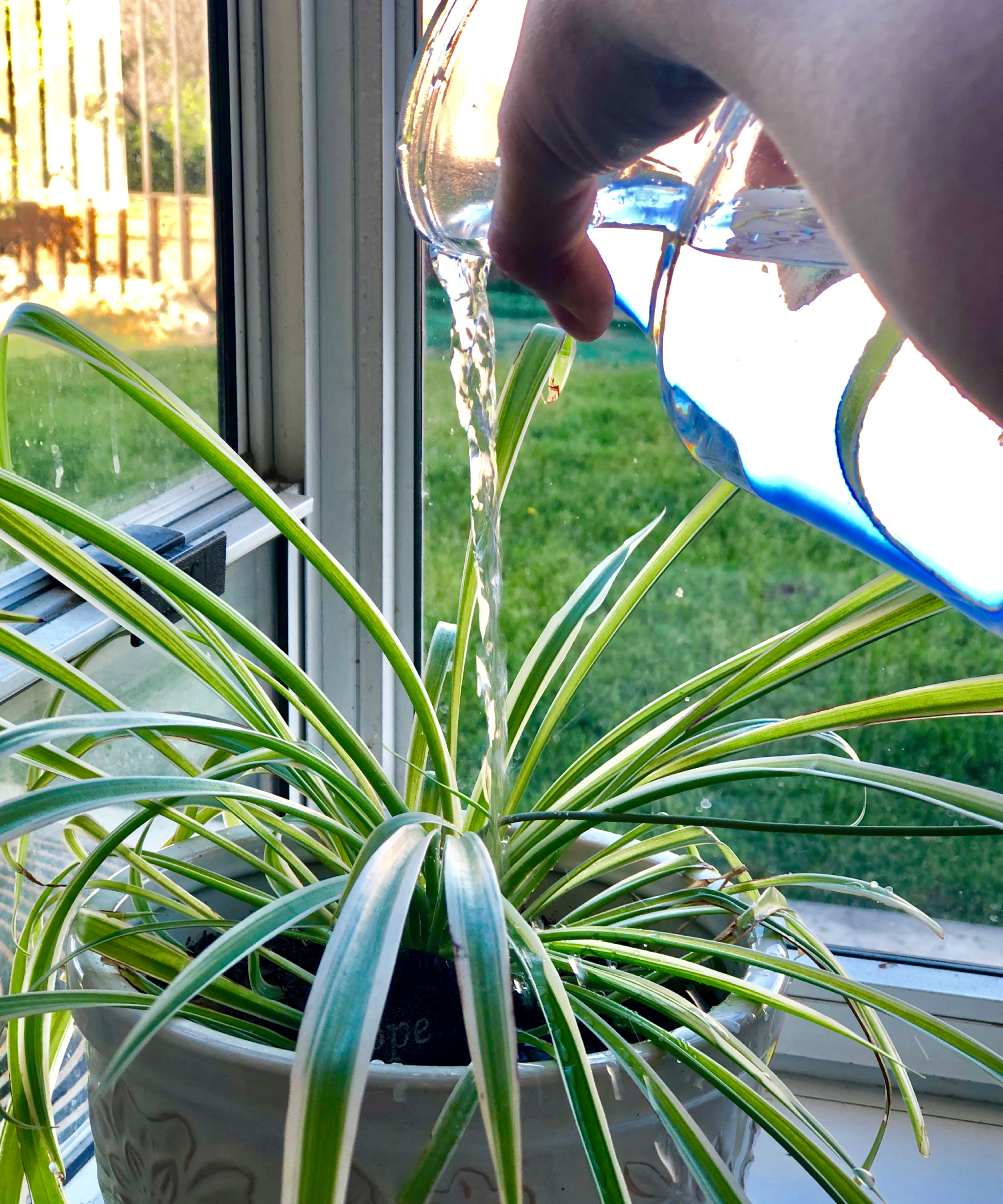 Arroser une plante araignée d'intérieur