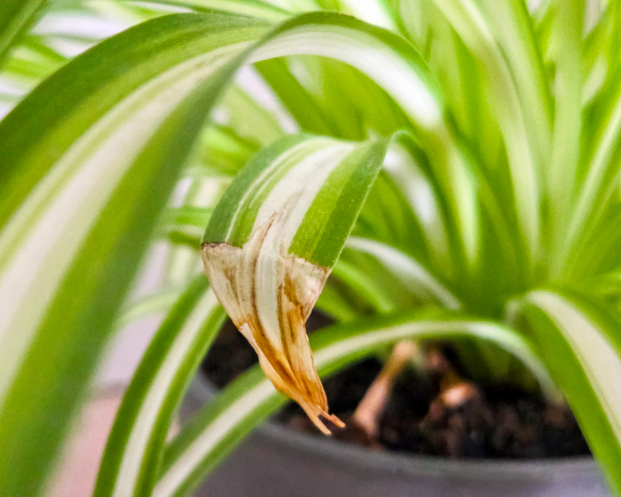 Gros plan d'une feuille de plante araignée présentant un brunissement à l'extrémité