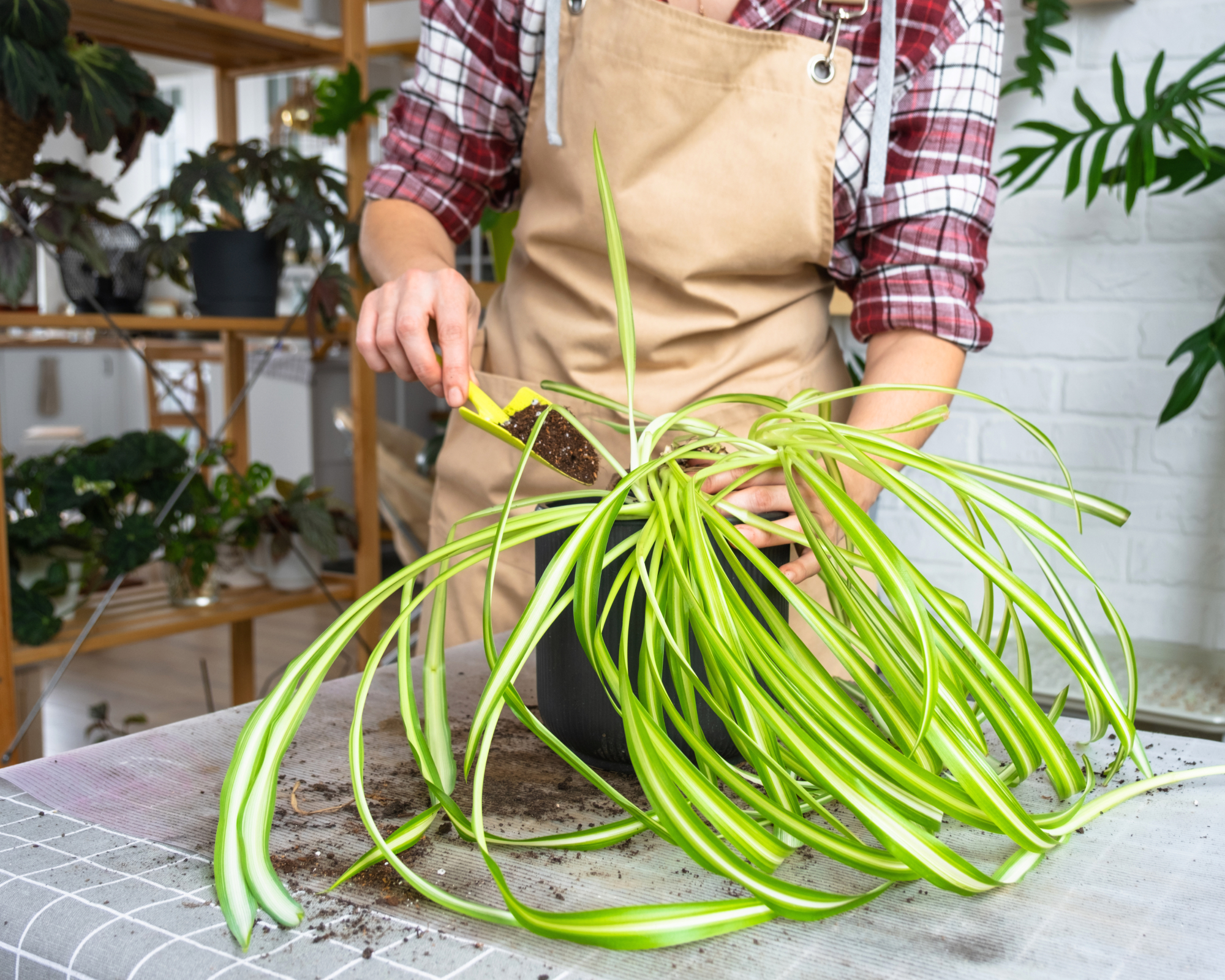 Rempoter une plante araignée