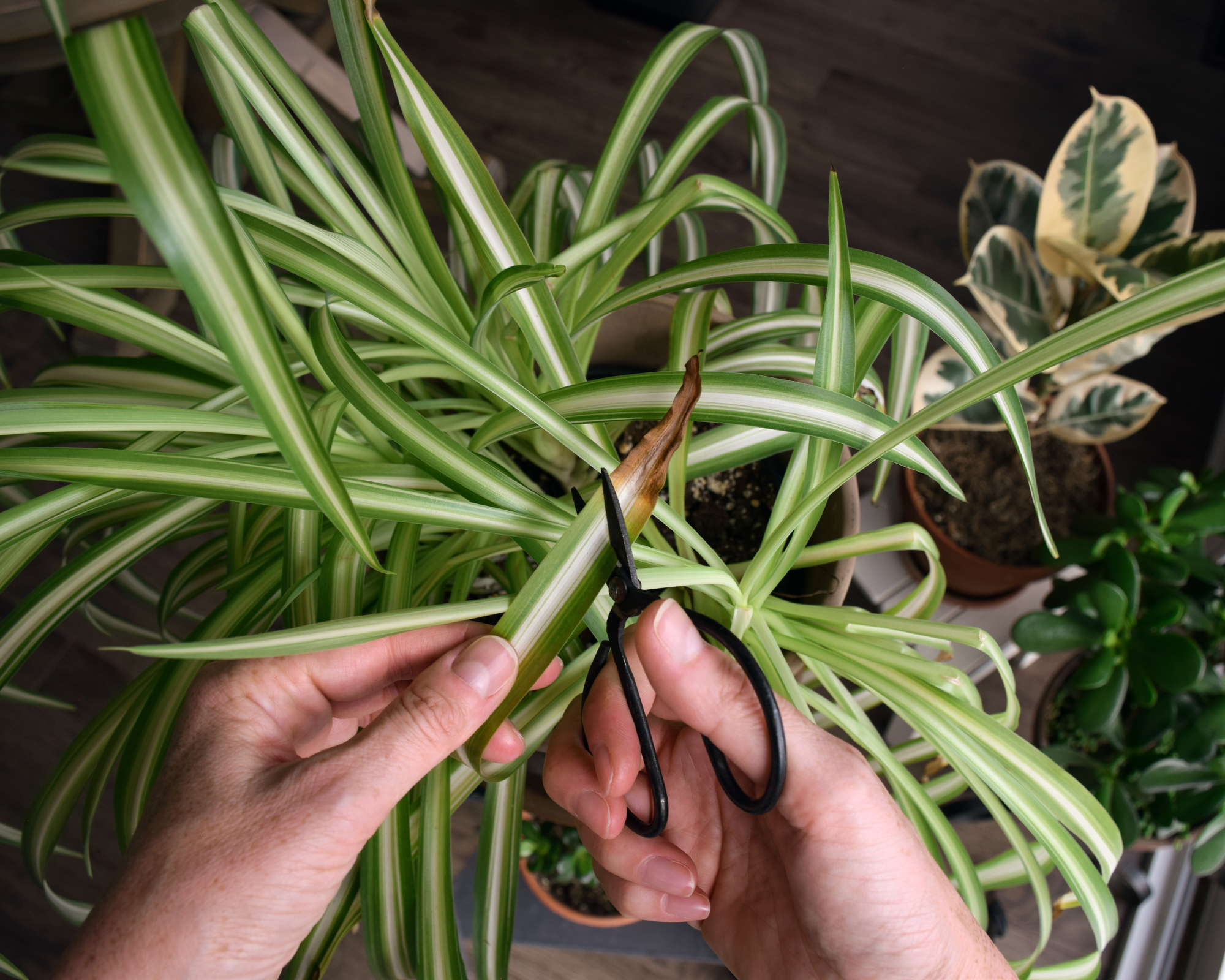 Regarder une personne utilisant des ciseaux pour couper les pointes brunes des feuilles d'une plante araignée, montrant l'entretien des plantes d'intérieur et les soins de routine des plantes d'intérieur.