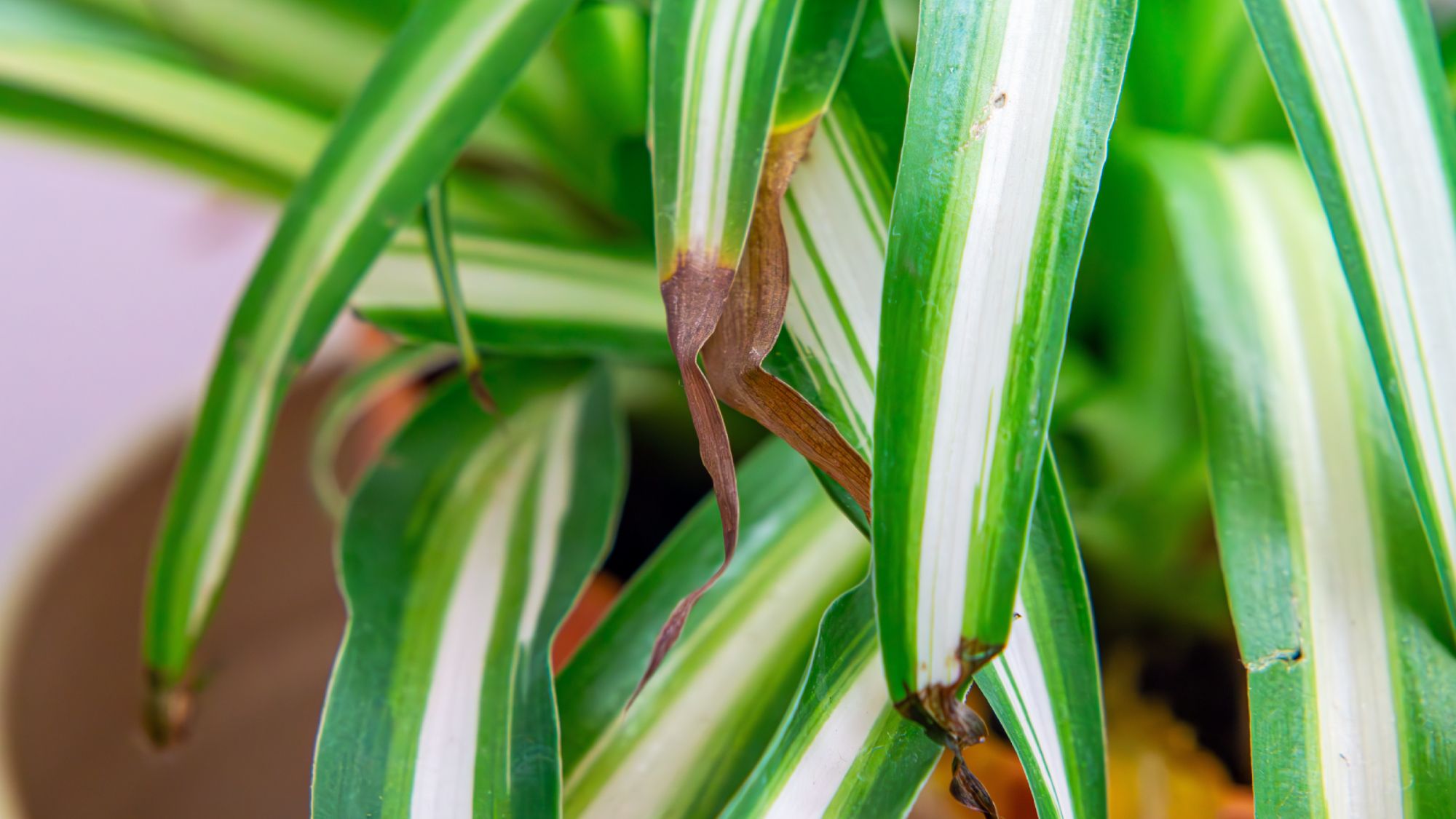 N’ignorez jamais une plante araignée aux pointes de feuilles brunes à l’automne