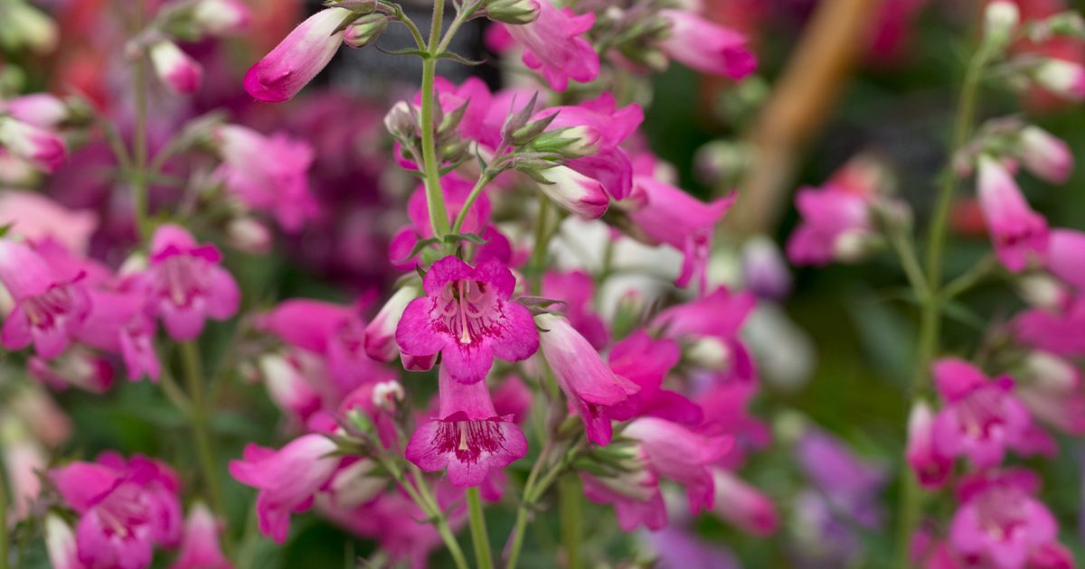 20 belles plantes que les limaces et les escargots ne toucheront pas