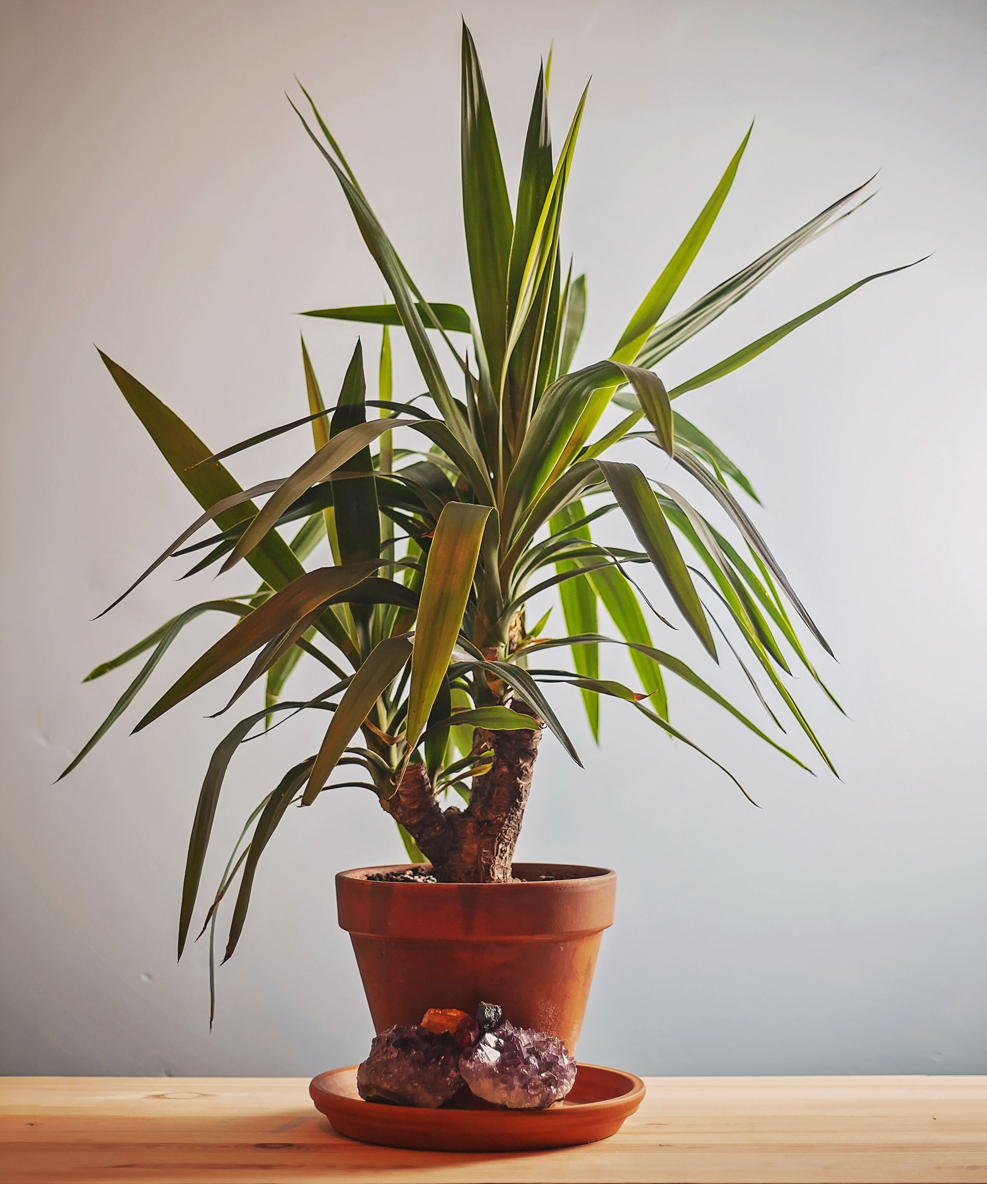 Plante d'intérieur Yucca dans un pot en terre cuite. L'espèce est du yucca sans épines (Yucca gigantea, anciennement Yucca elephantipes)