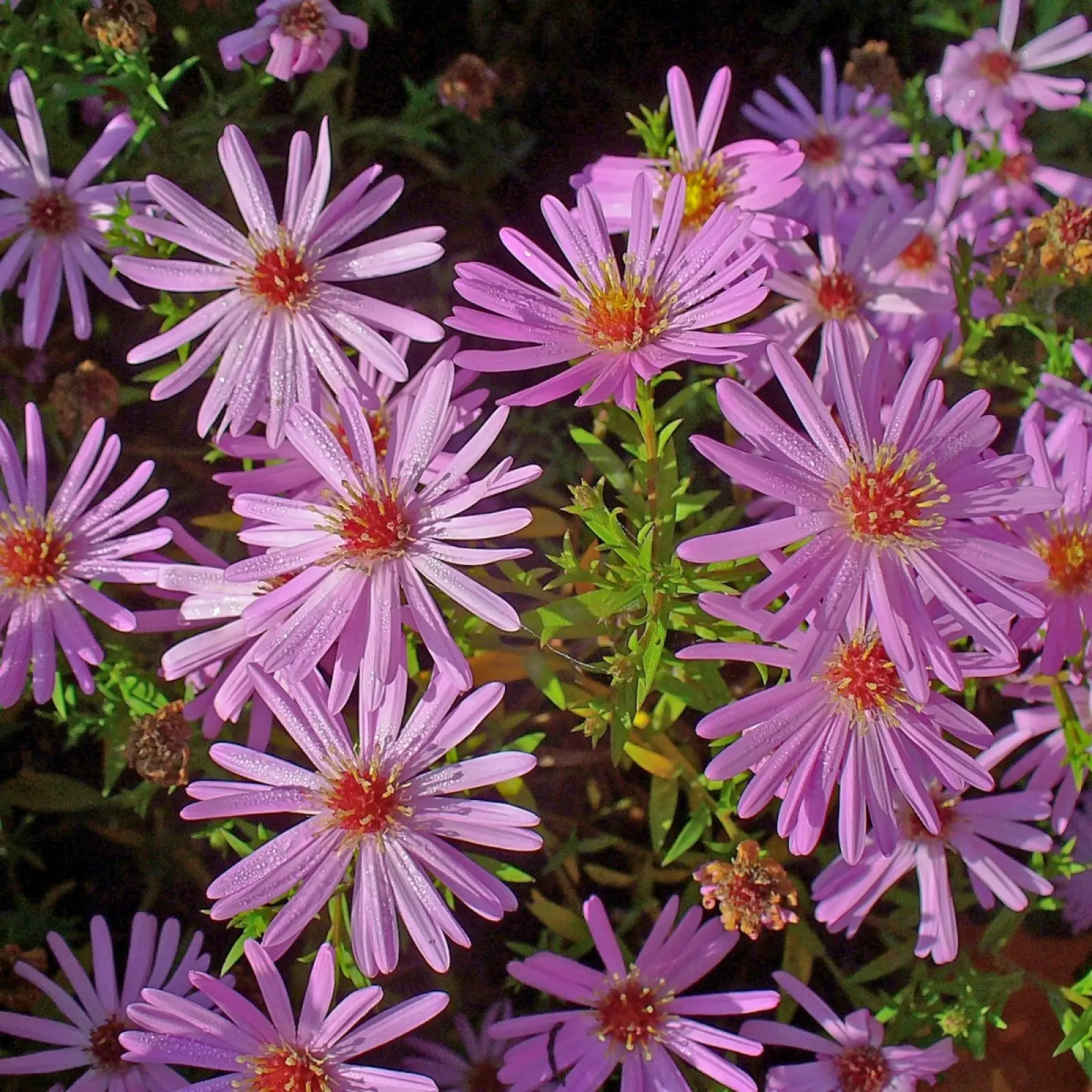 Aster de brousse (Symphyotrichum dumosum) - description, apparence, exigences, culture et soins