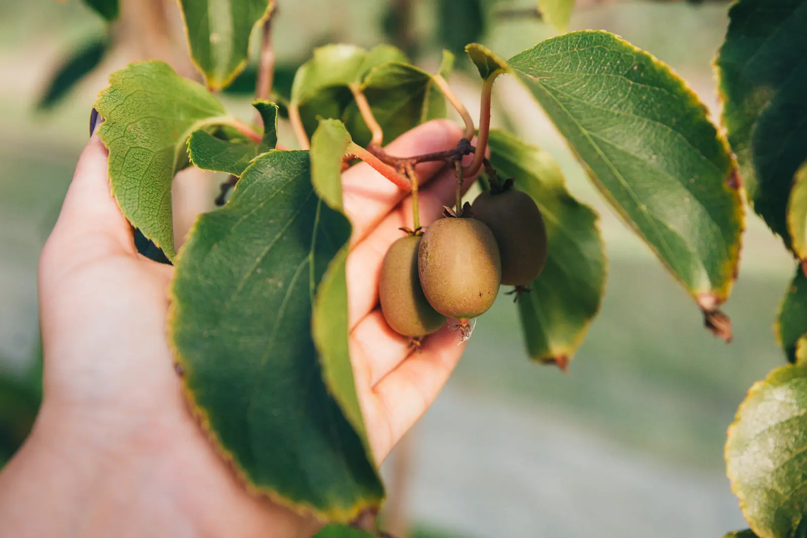 Avez-vous planté un mini kiwi ? Vous pouvez attendre avec impatience le fruit