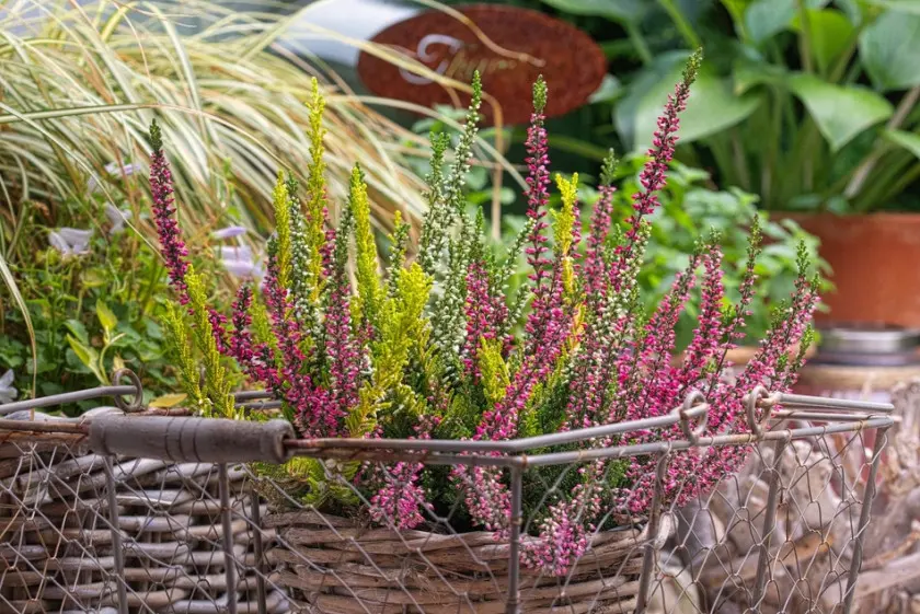 Bruyères sur le balcon, photo: KleineKiwi - Pixabay