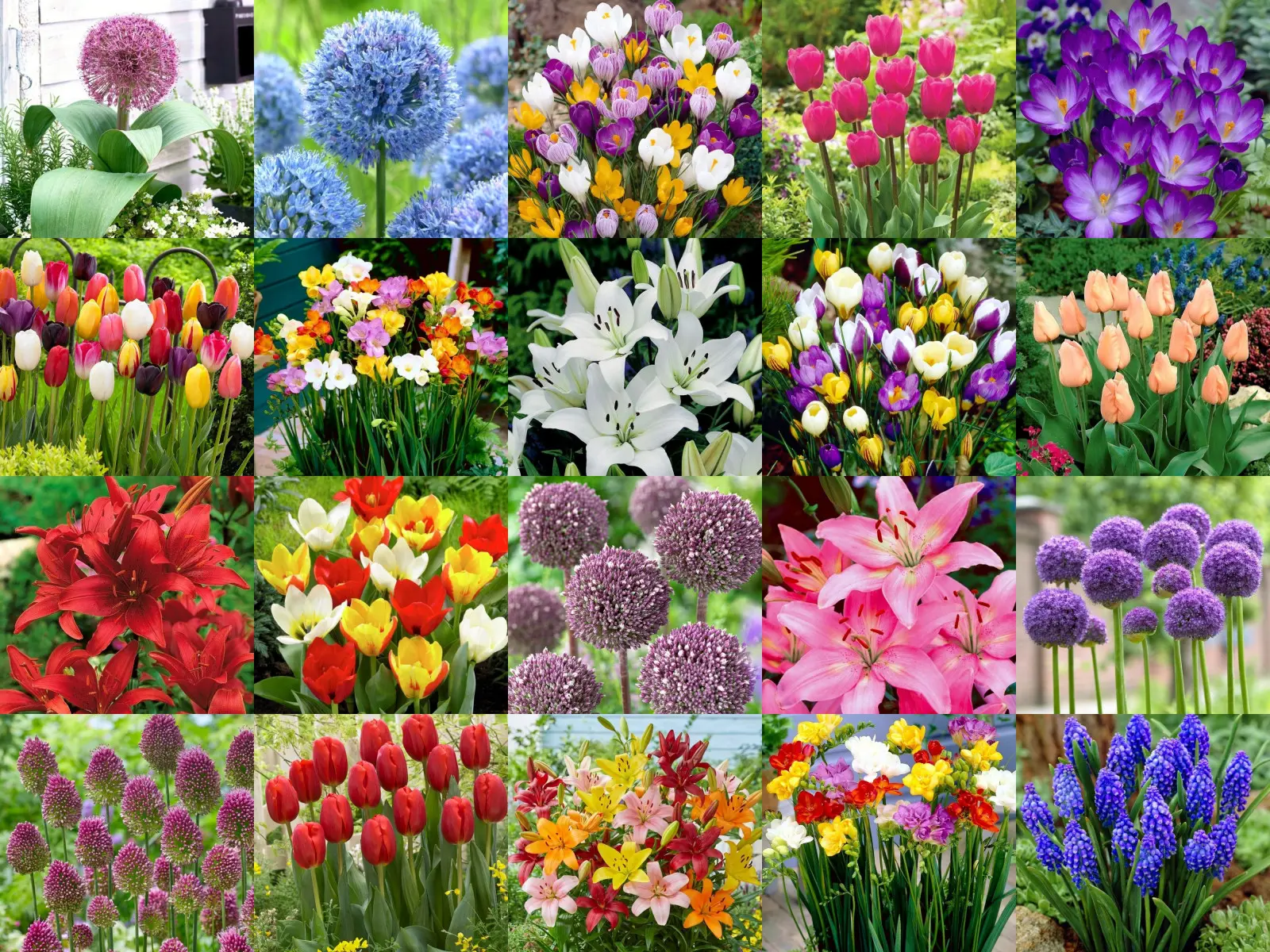 Bulbes à fleurs d'automne et bulbes pour plantations d'automne