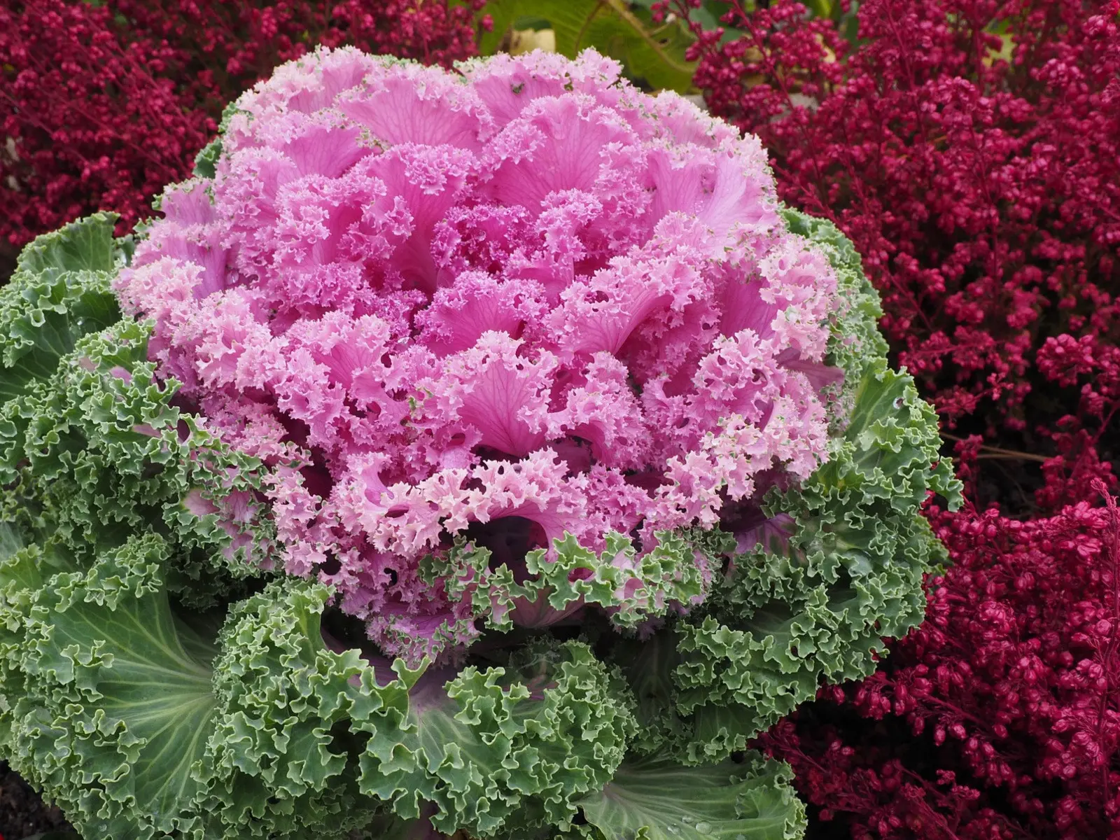 Chou ornemental (Brassica oleracea) - description, apparence, exigences, culture et soins