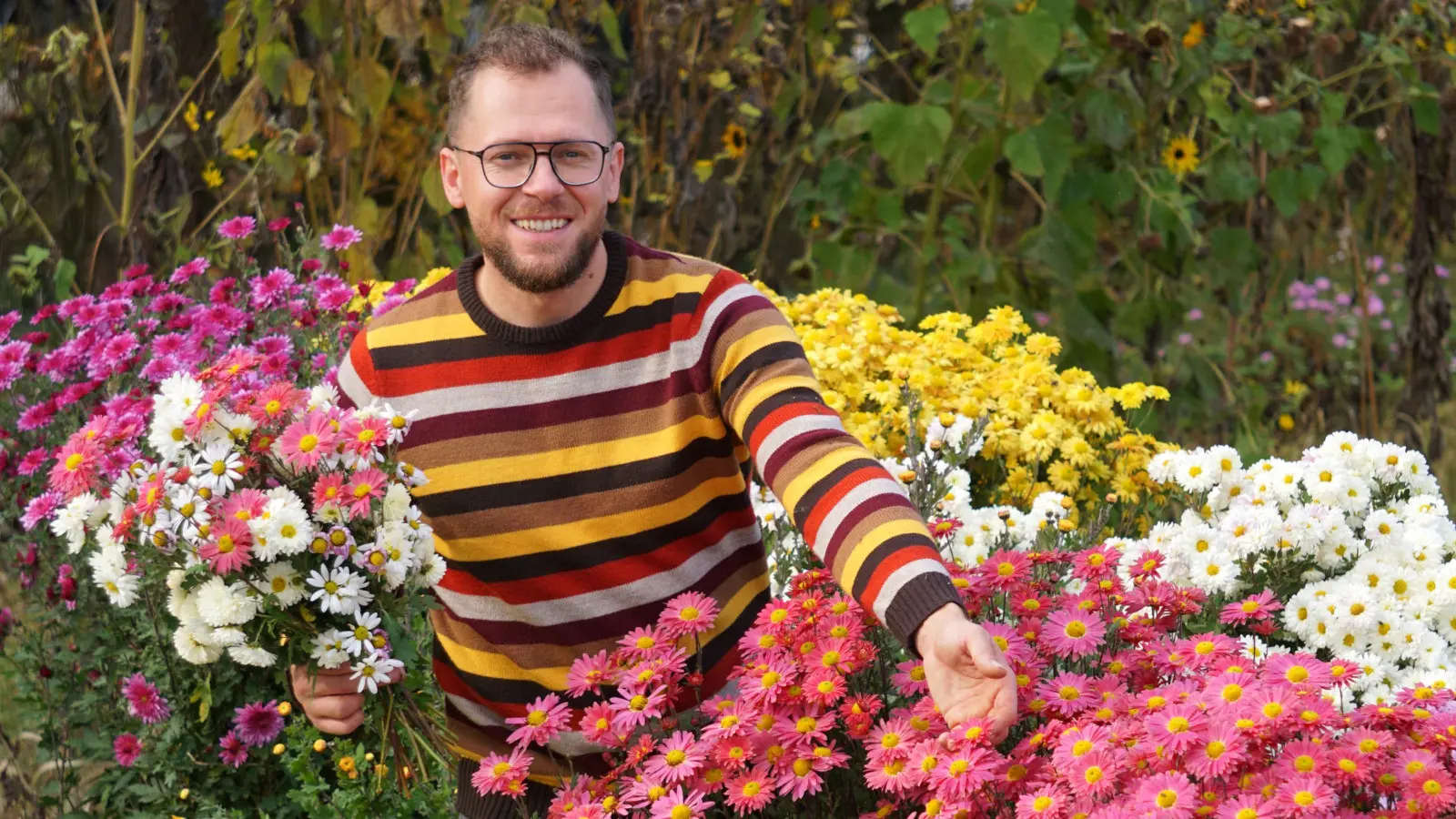 Chrysanthèmes vivaces – une fois plantés, ils pousseront pendant des années