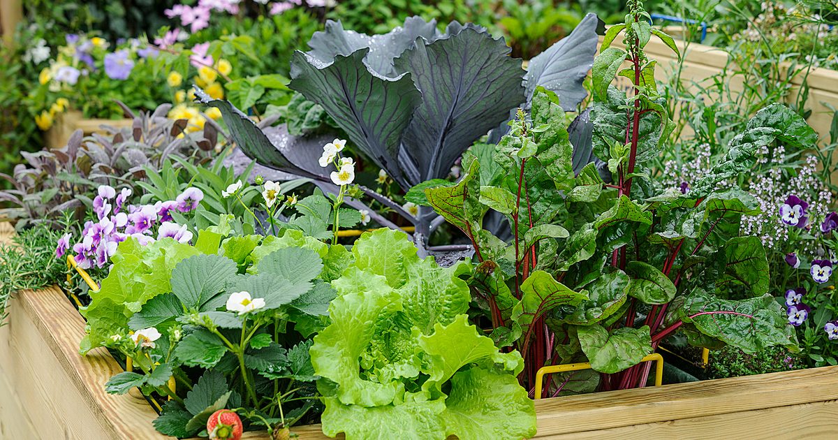 Cinq favoris - légumes pour un jardinier débutant