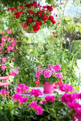 géraniums sur le balcon photo : Pélargonium pour l'Europe
