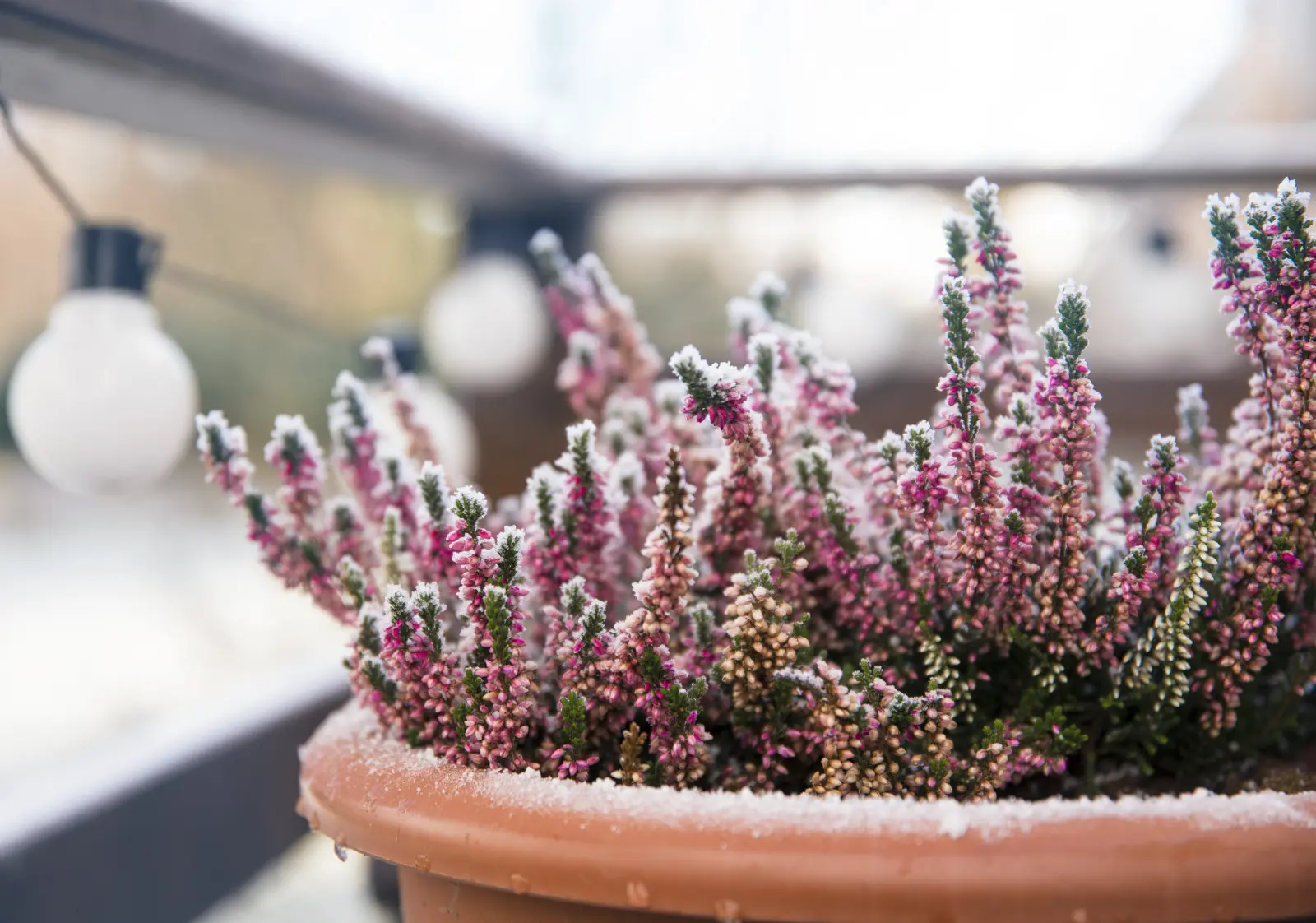 Comment entretenir les plantes de balcon en hiver ?