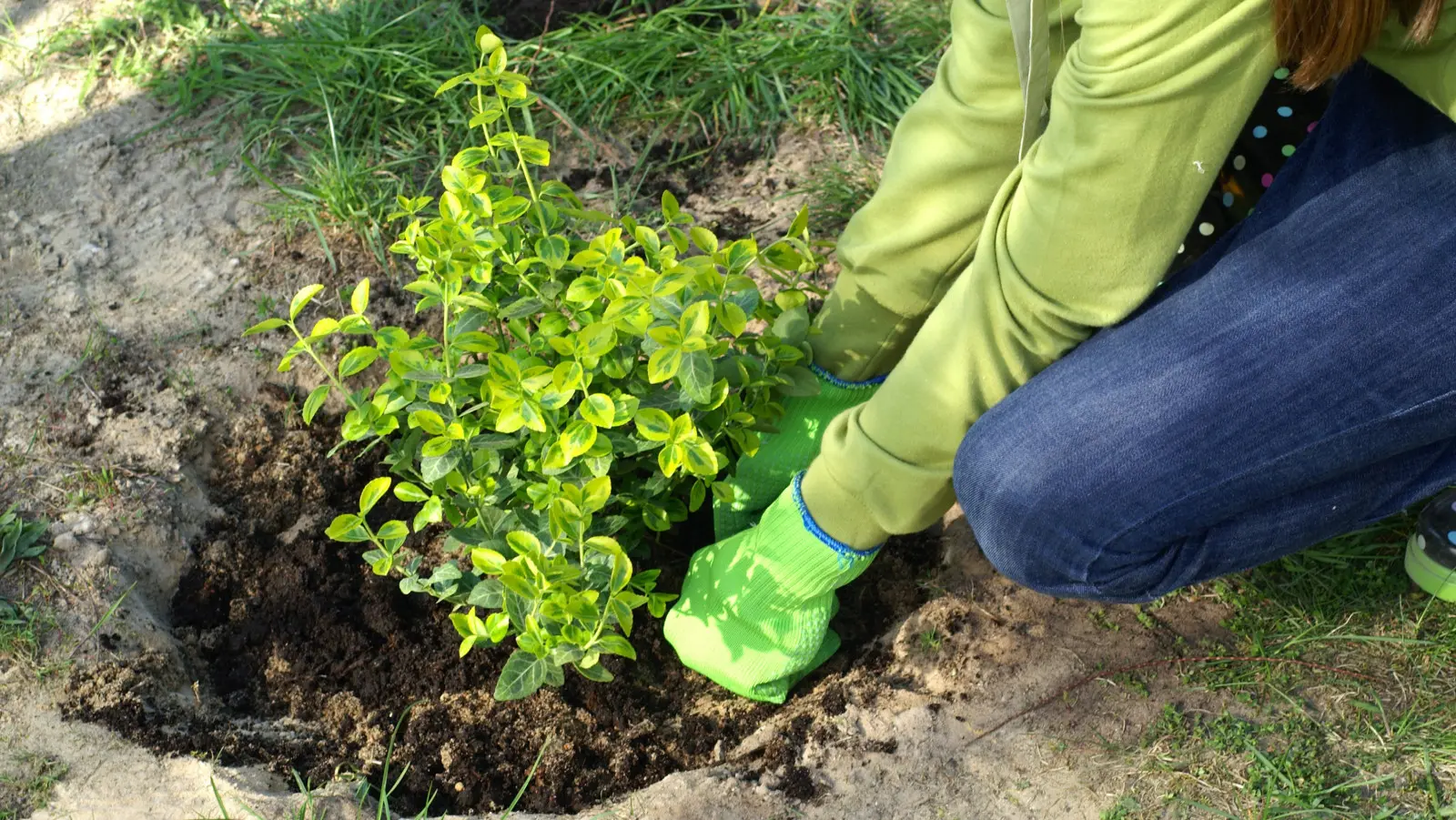 Envisagez-vous de nouveaux arbustes dans votre jardin en octobre ? Planter, arroser, protéger et...