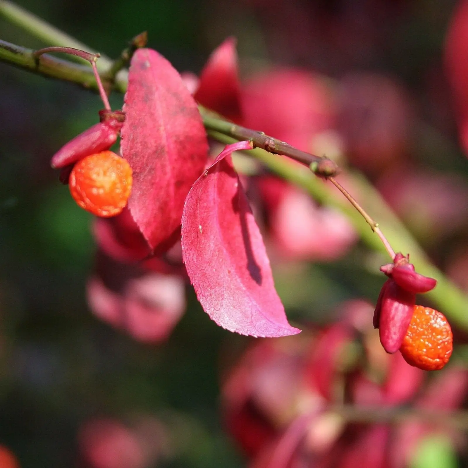 Fuseau ailé (Euonymus alatus) - description, apparence, exigences, culture et soins