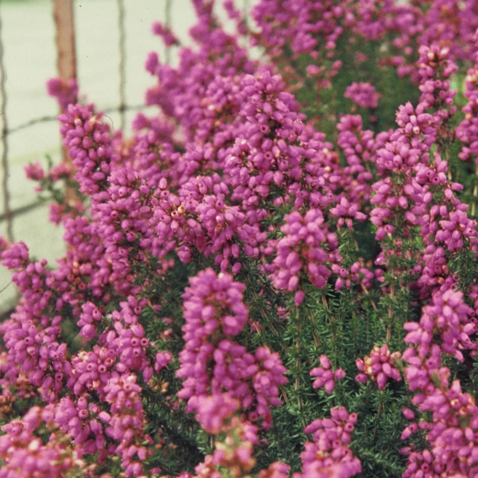 Heath (Erica) - description, apparence, exigences, culture et soins
