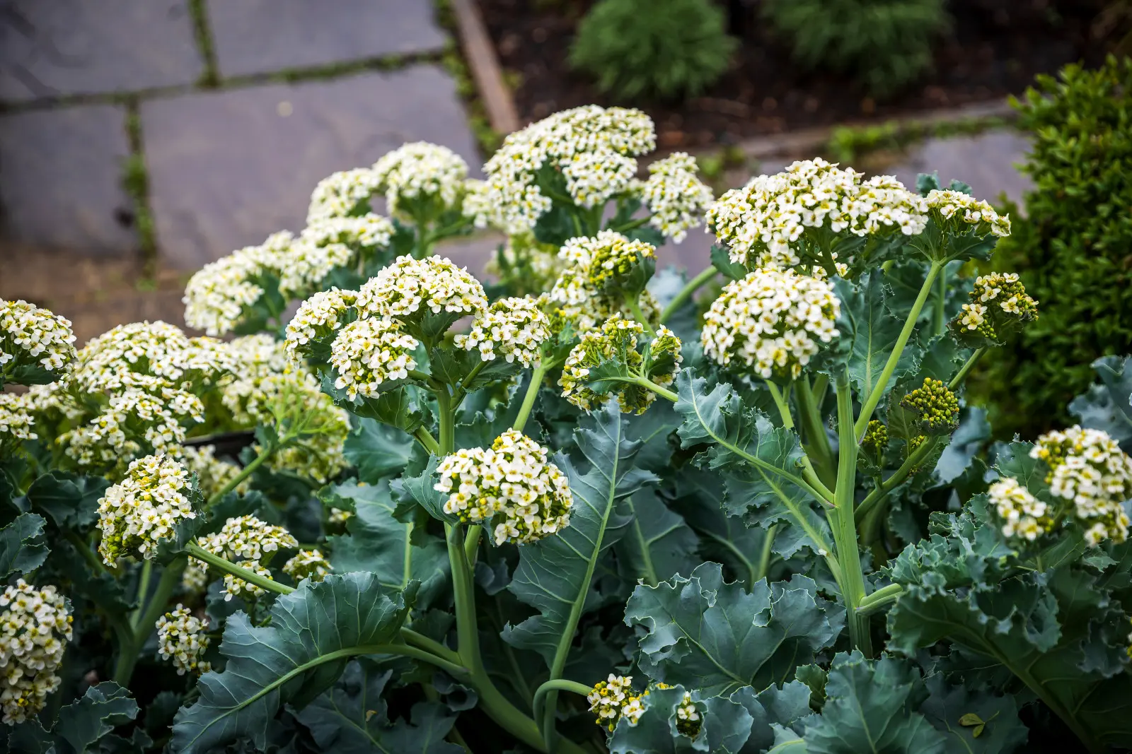 Il pousse là où les autres légumes ne peuvent pas s’en sortir. Cela peut être une plante ornementale dans le jardin