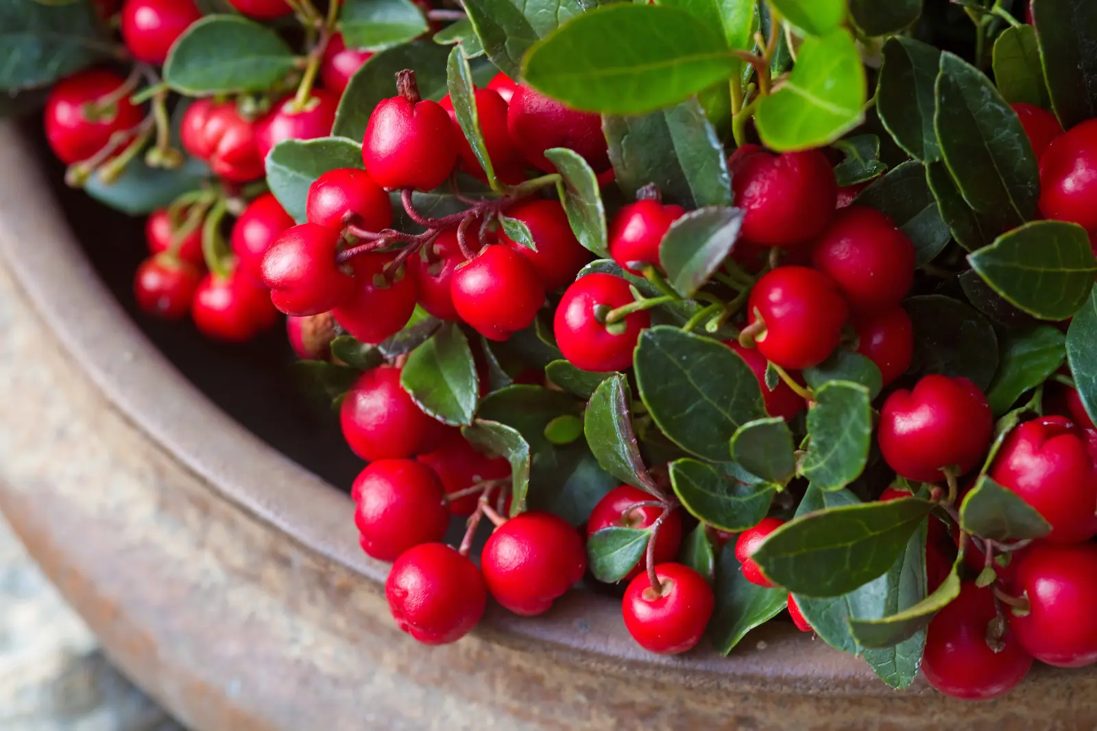 Il y a des perles rouges au lieu de fleurs. Ce sera également une décoration sur la tombe après le 1er novembre.