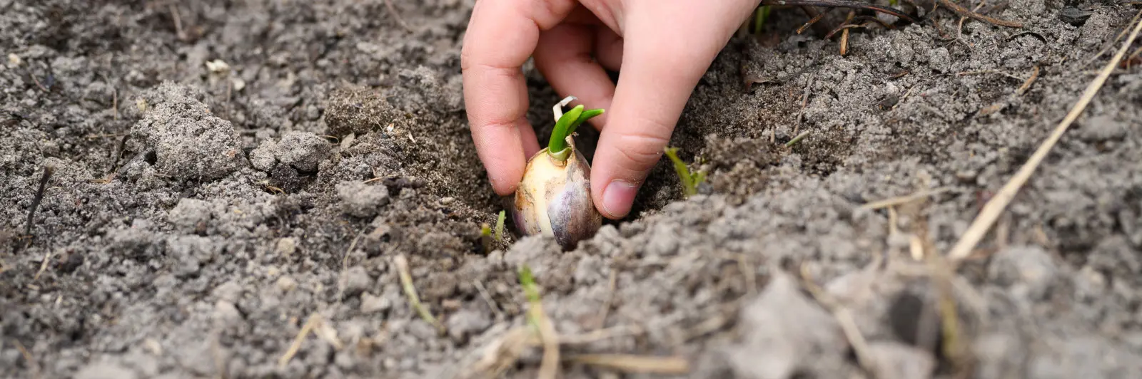 L'ail d'hiver a fait germer de la ciboulette avant l'hiver ? Ne le déterrez pas du parterre de fleurs