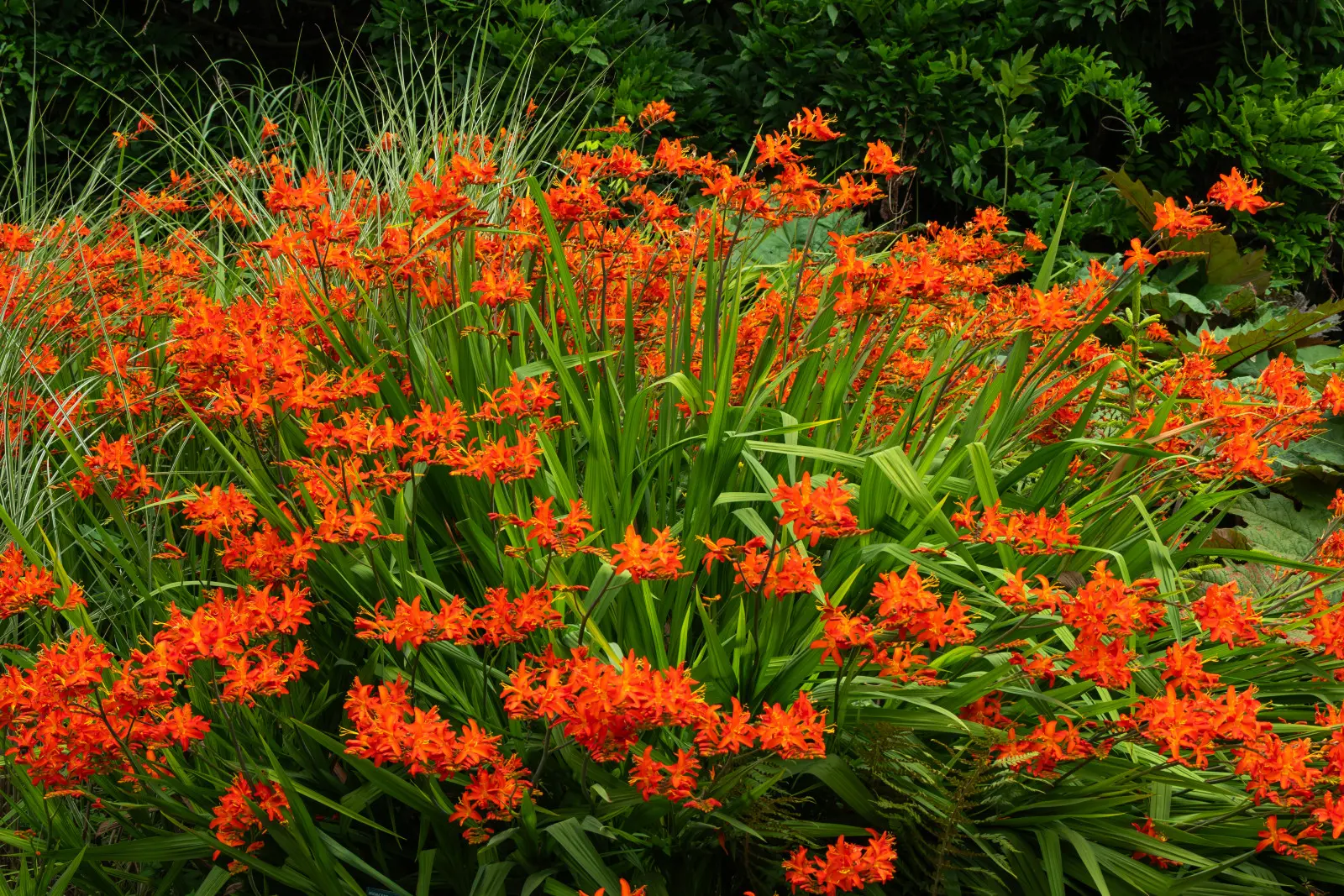 La crocosmie s'est estompée, mais il n'est pas toujours nécessaire de la déterrer. Voici comment le préparer pour l'hiver