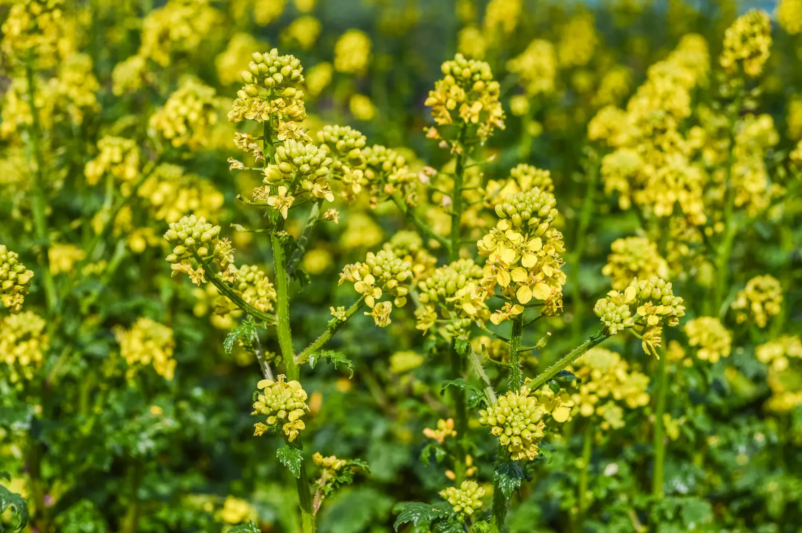 La culture de couverture de moutarde a-t-elle commencé à fleurir ? Coupez-le avant qu'il ne disperse les graines