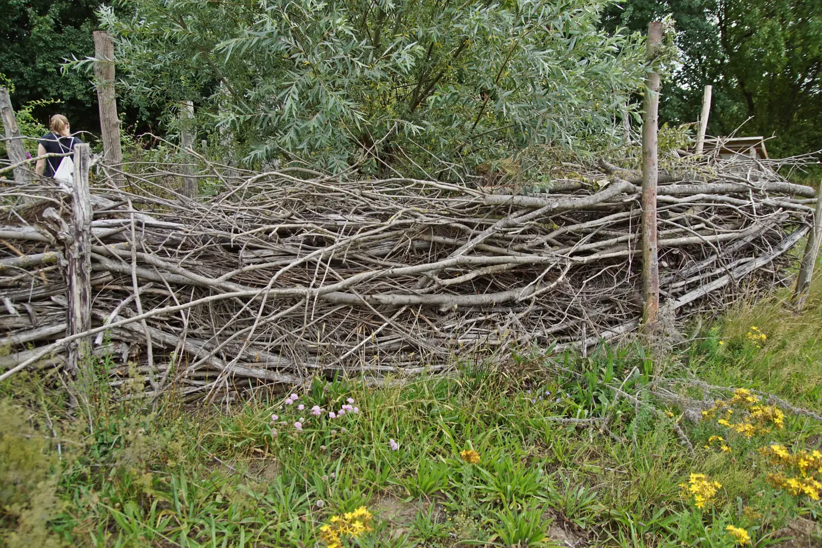 La haie sèche de Benjesa au lieu d'un tas de branches. Il sera également utile aux hérissons et aux oiseaux