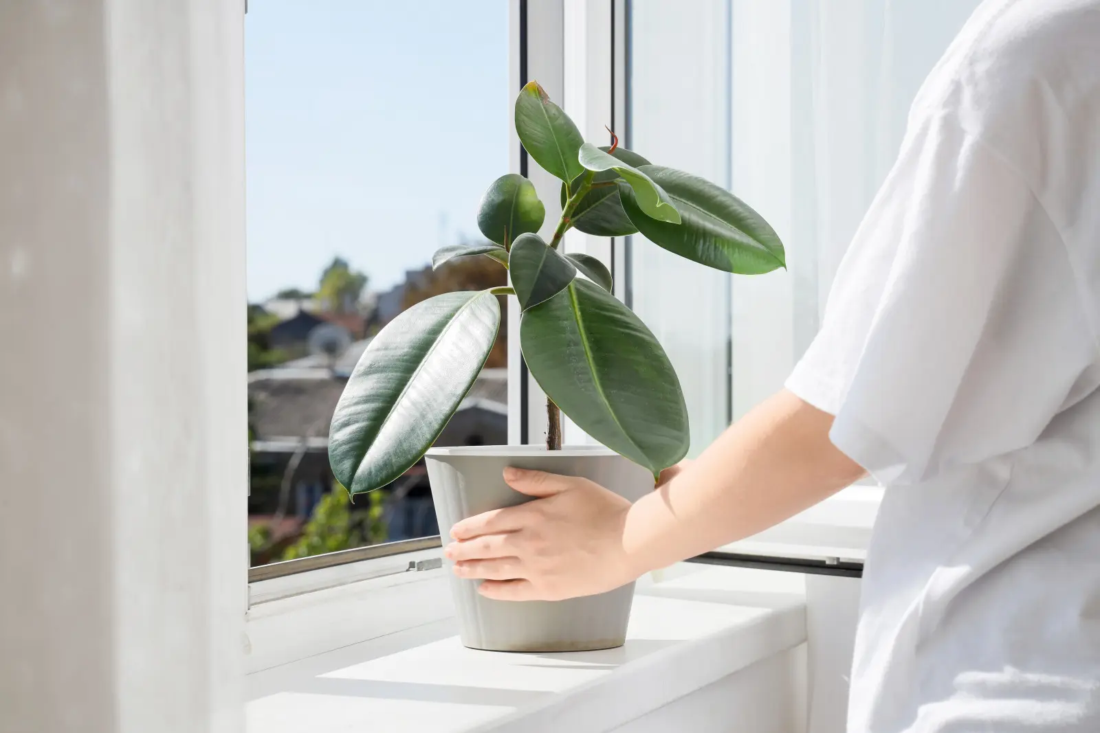 La plante est-elle penchée vers la fenêtre ? Ne le retourne pas tout de suite