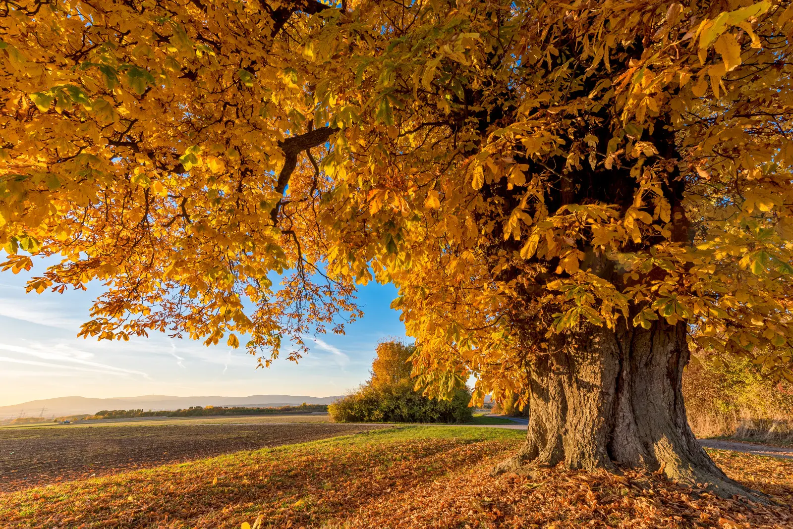 La teigne du marronnier d'Inde hiberne dans les feuilles mortes. Le ratissage d'automne limite la prochaine attaque