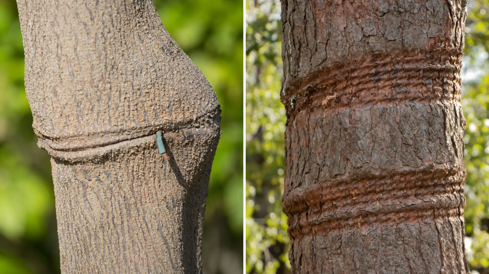 L’arbre grandit, pas la bande. C'est ainsi que se produisent des dommages difficiles à réparer
