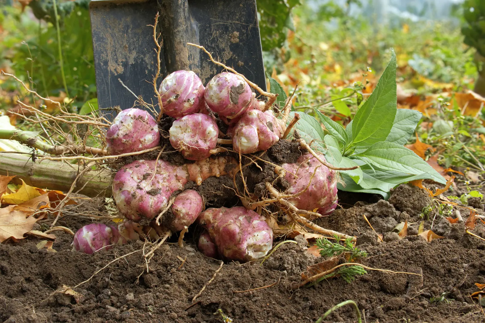 Le topinambour devient plus sucré après le gel. Ne le déterre pas trop vite