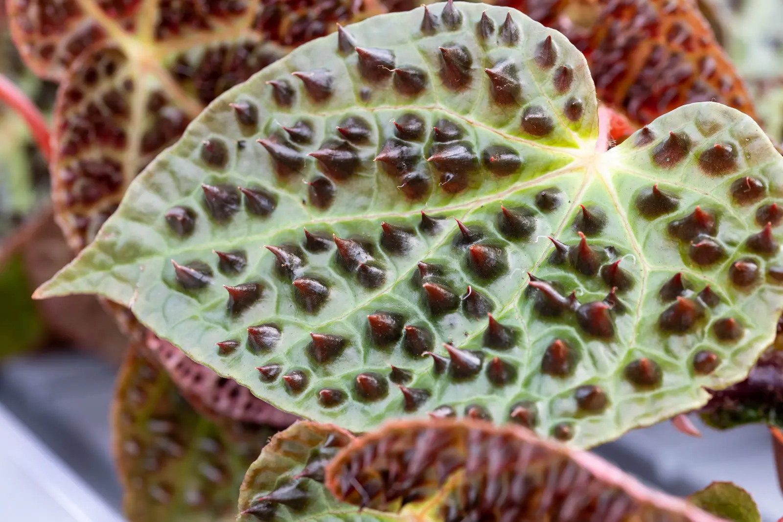 Les feuilles semblent avoir des épines noires qui poussent dessus. Ce bégonia fait seulement semblant d'être dangereux