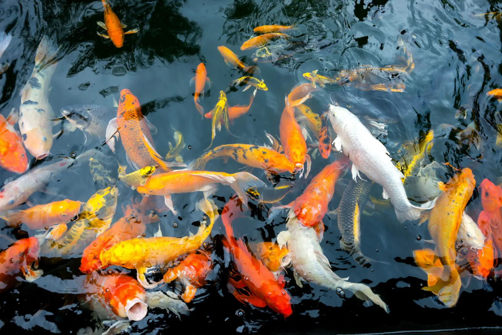 Les poissons de l’étang viennent-ils toujours se nourrir ? En automne, vérifiez la température de l'eau, pas son appétit