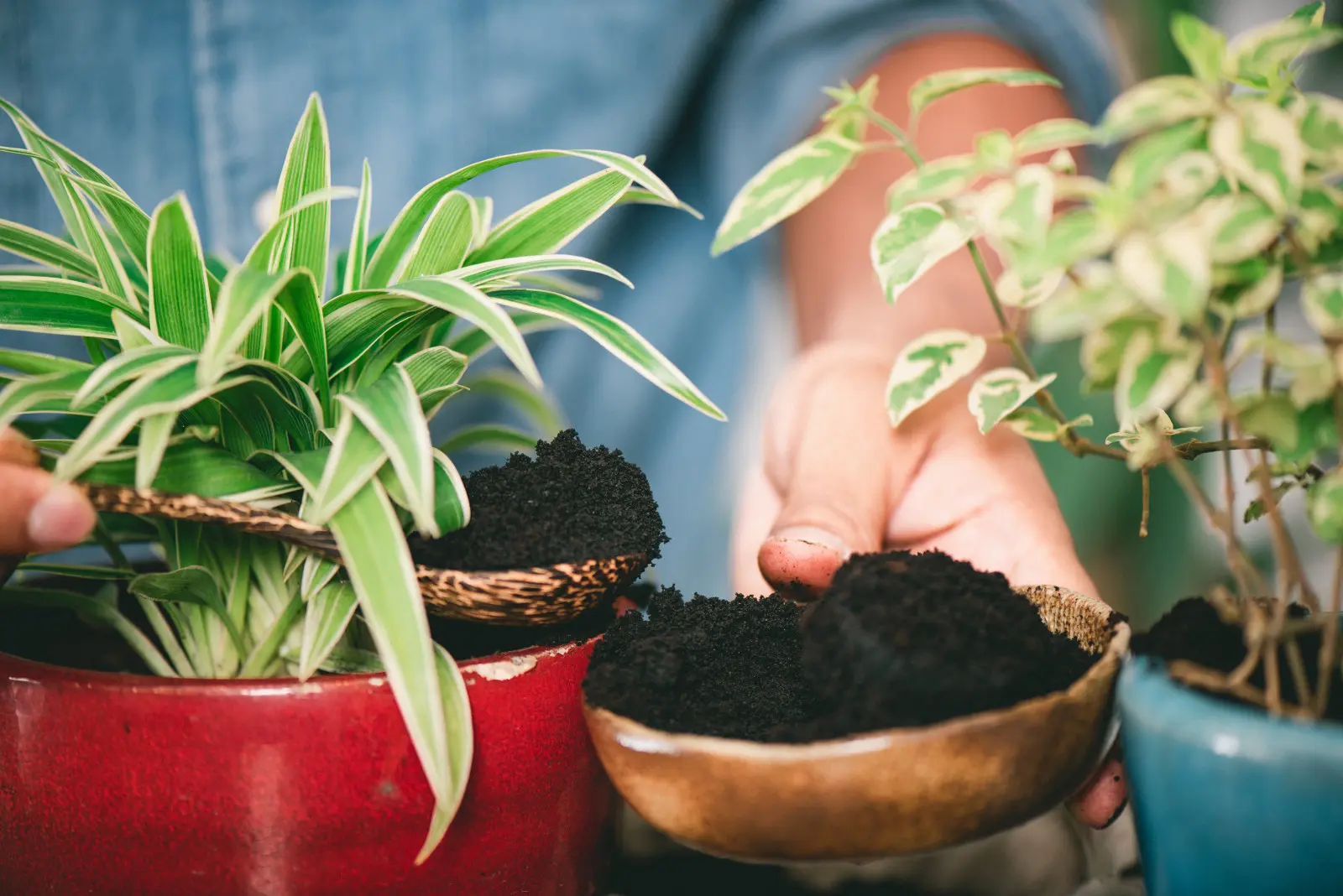 Les terrains étaient censés aider les plantes. Les scientifiques ont vérifié ce qui se passe lorsqu'ils sont ajoutés