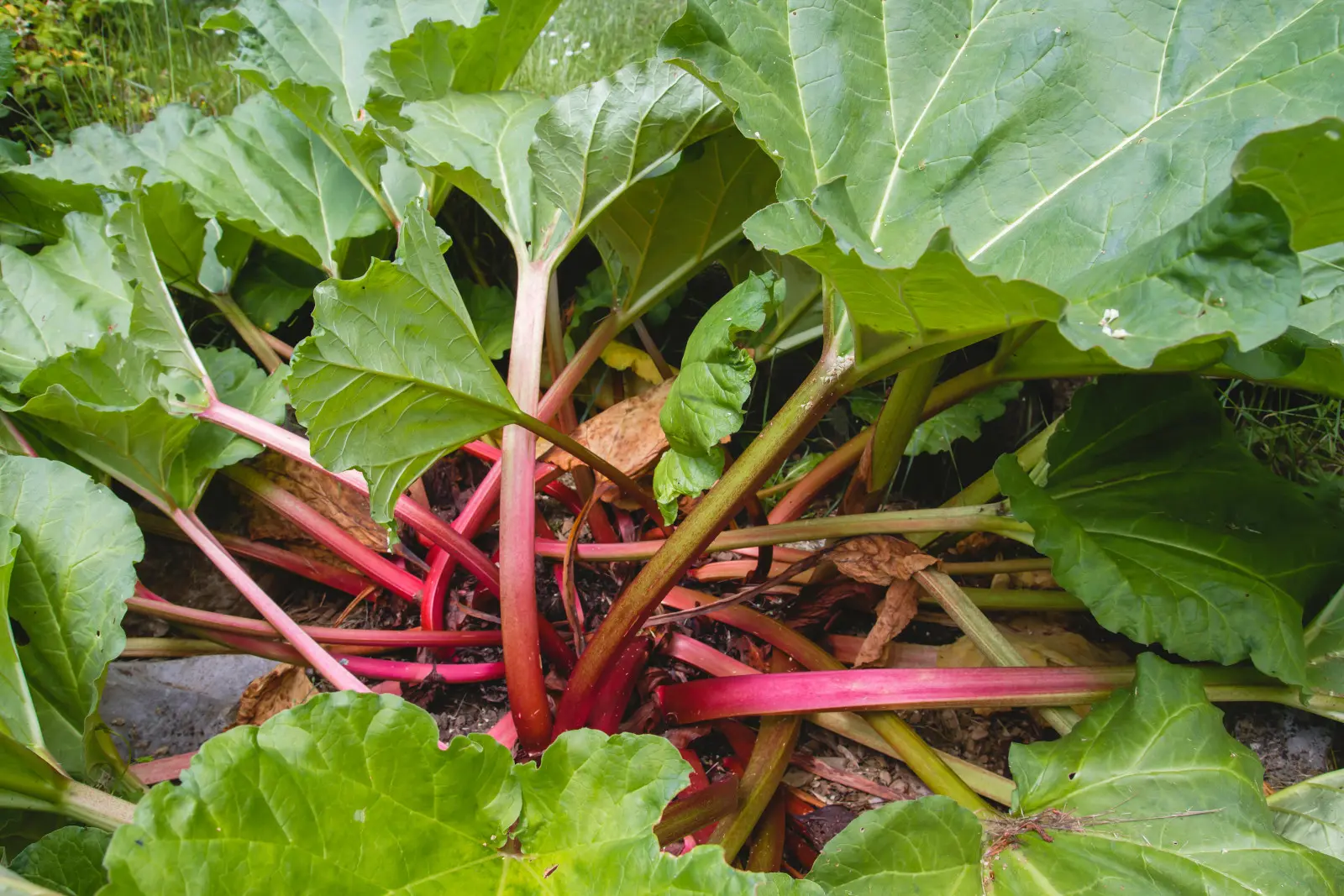 Les tiges de rhubarbe s’amincissent-elles ? A l'automne, rajeunissez les vieilles carpes